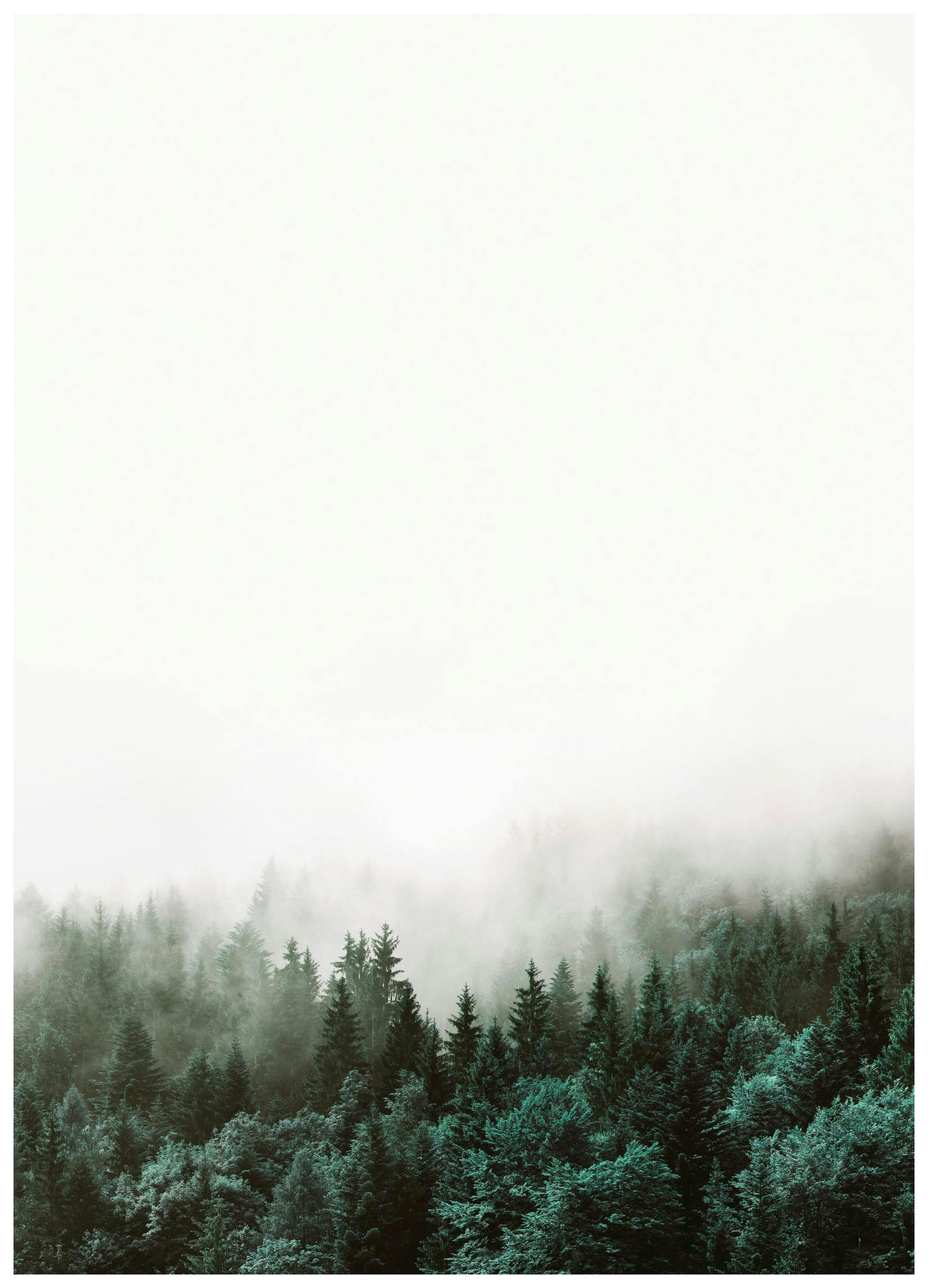 Forest, Affiches (50x70 cm) - Affiches nature par Desenio