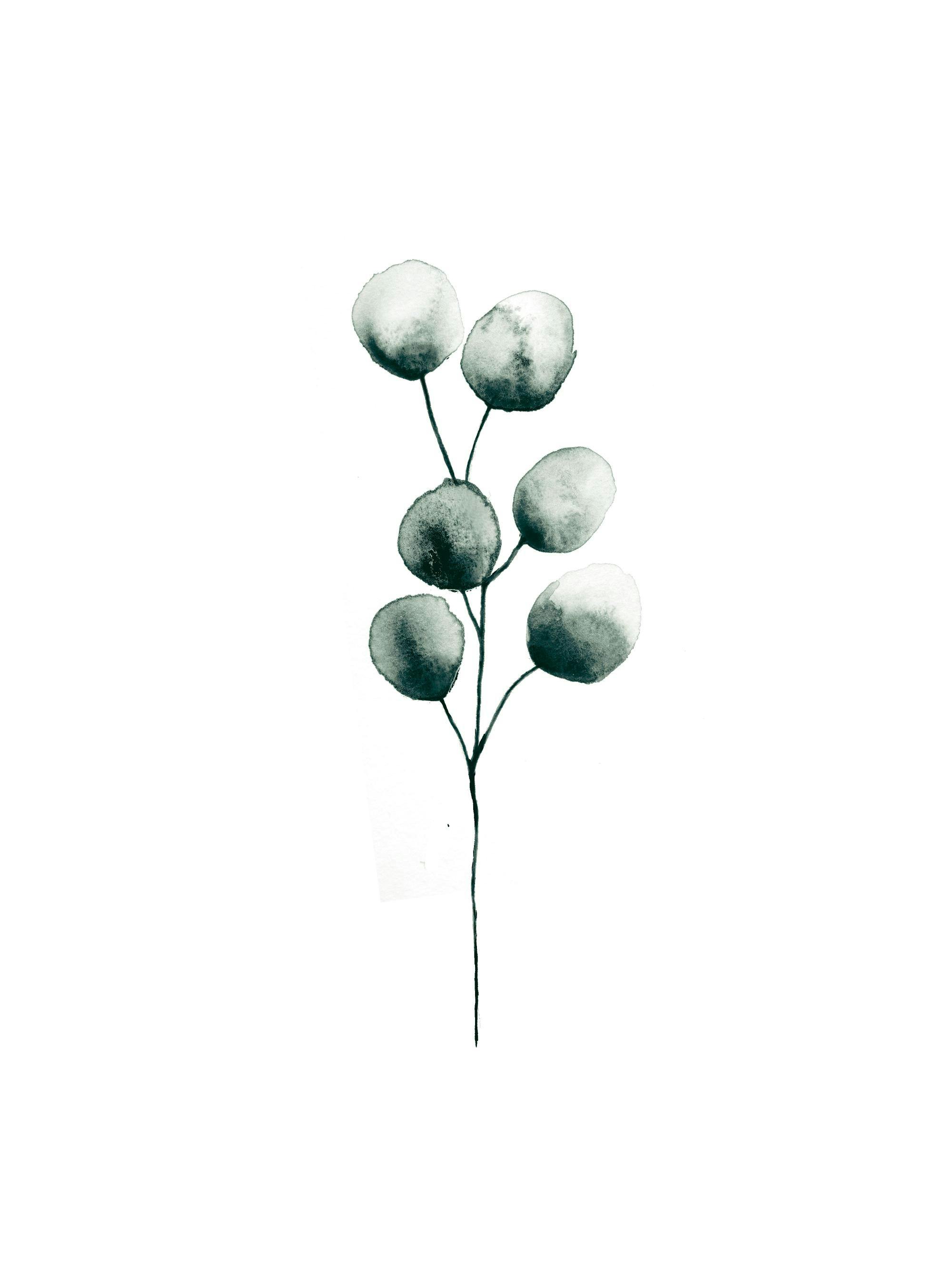 Akvarell av eukalyptusplanta i grönt, botanisk konst poster.