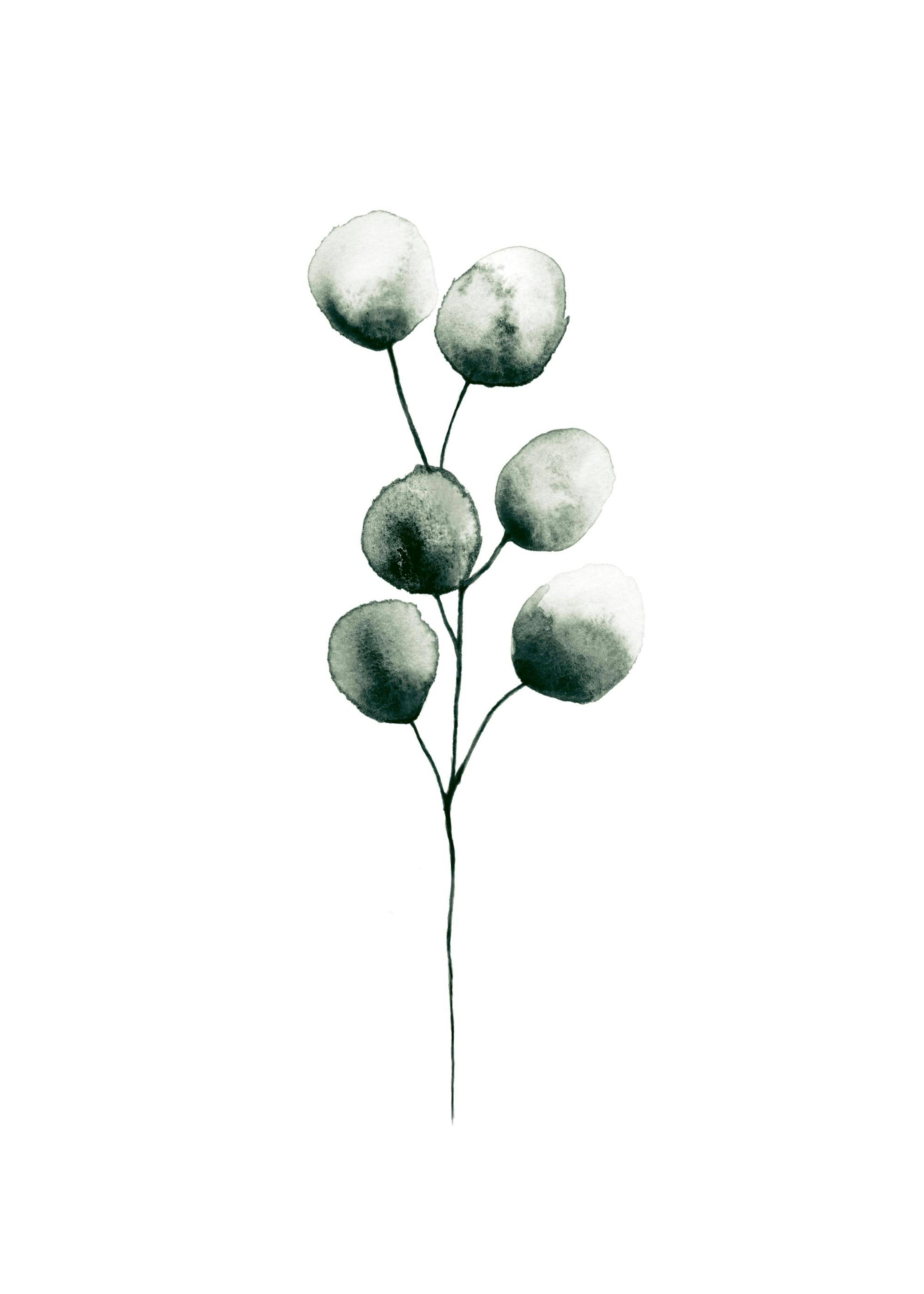 Eucalyptus Plant, Print 0