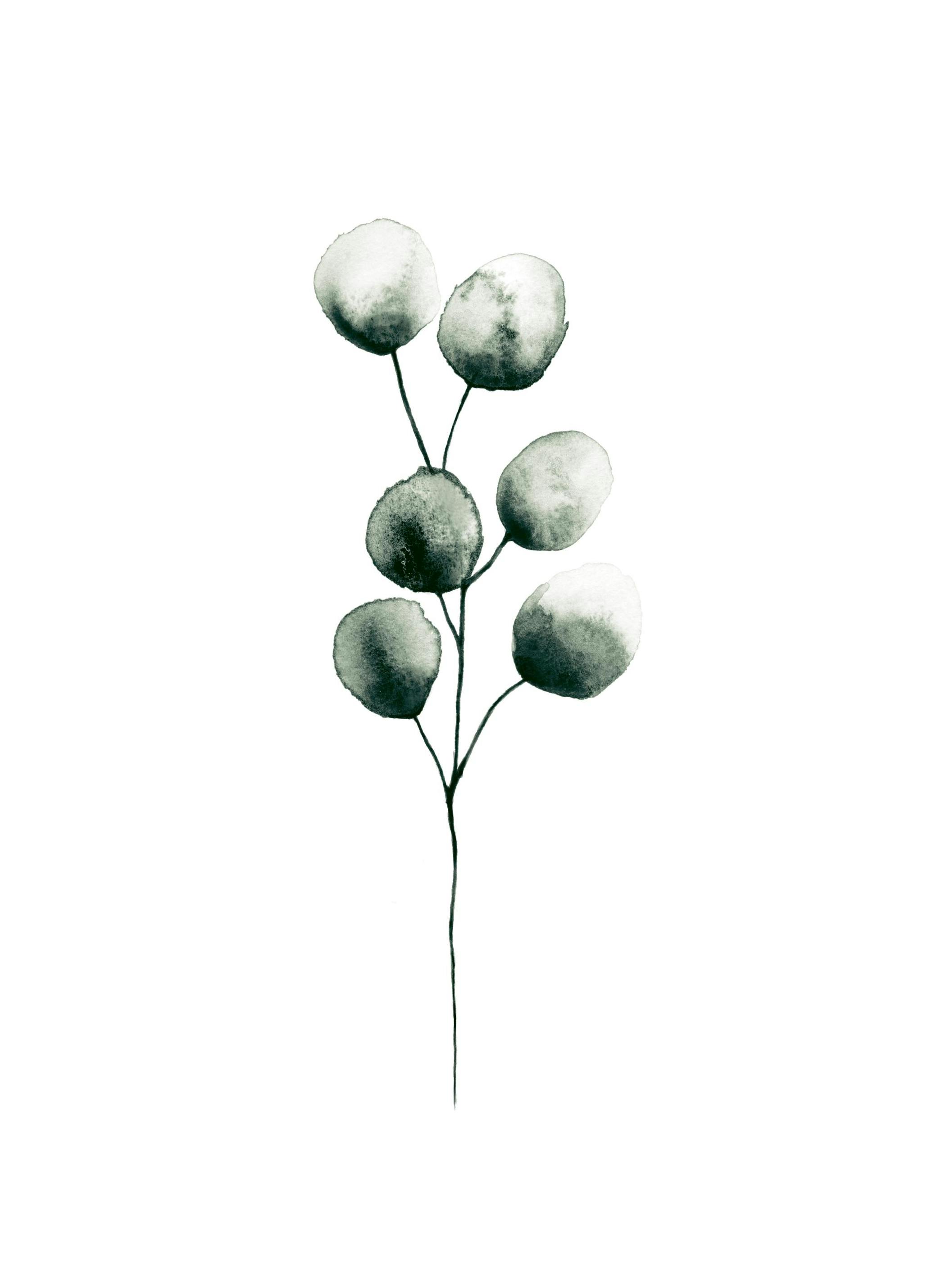 Prints - Eucalyptus Plant, Print (13x18 cm) - Botanical prints