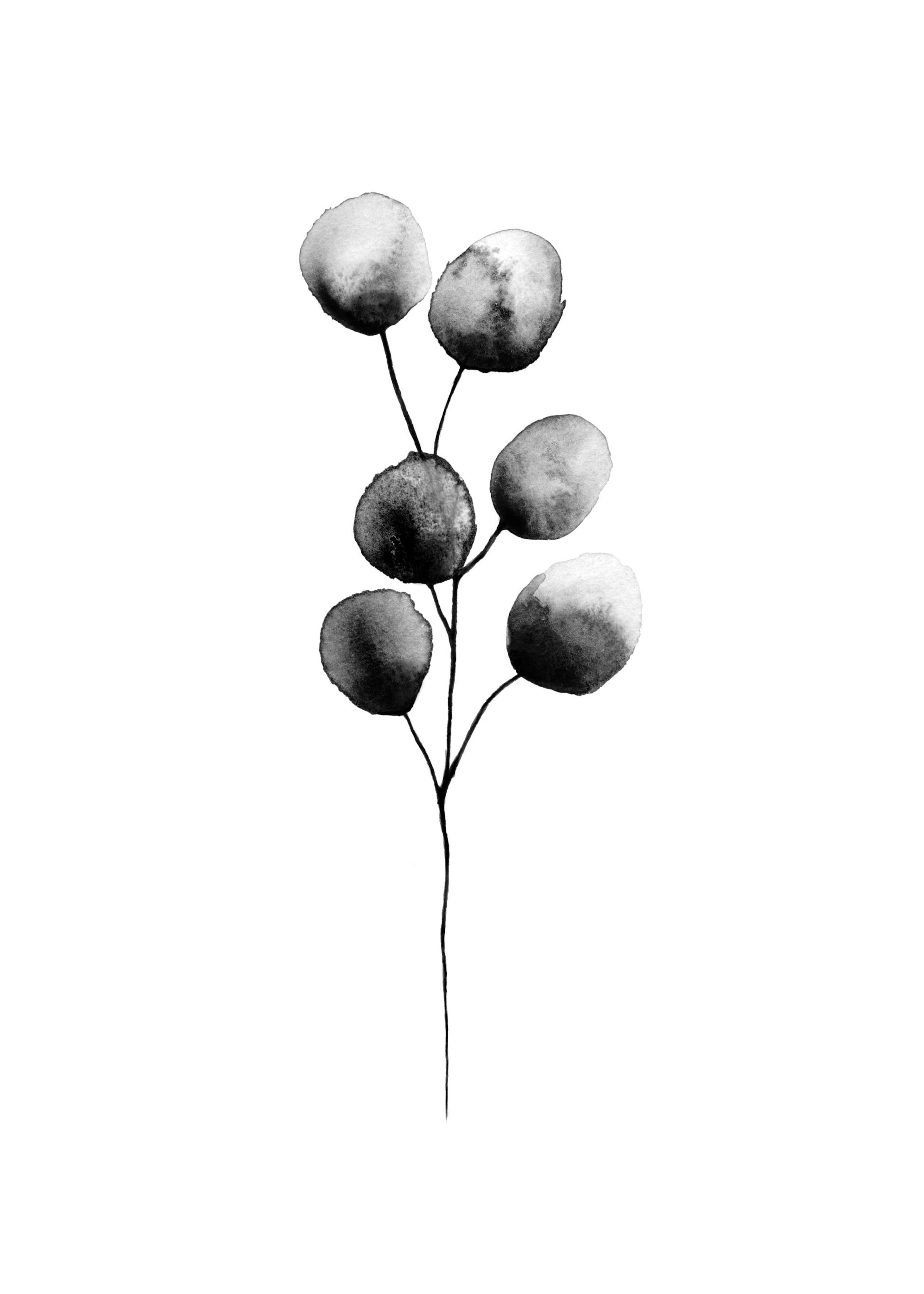 Eucalyptus Plant Black, Print 0