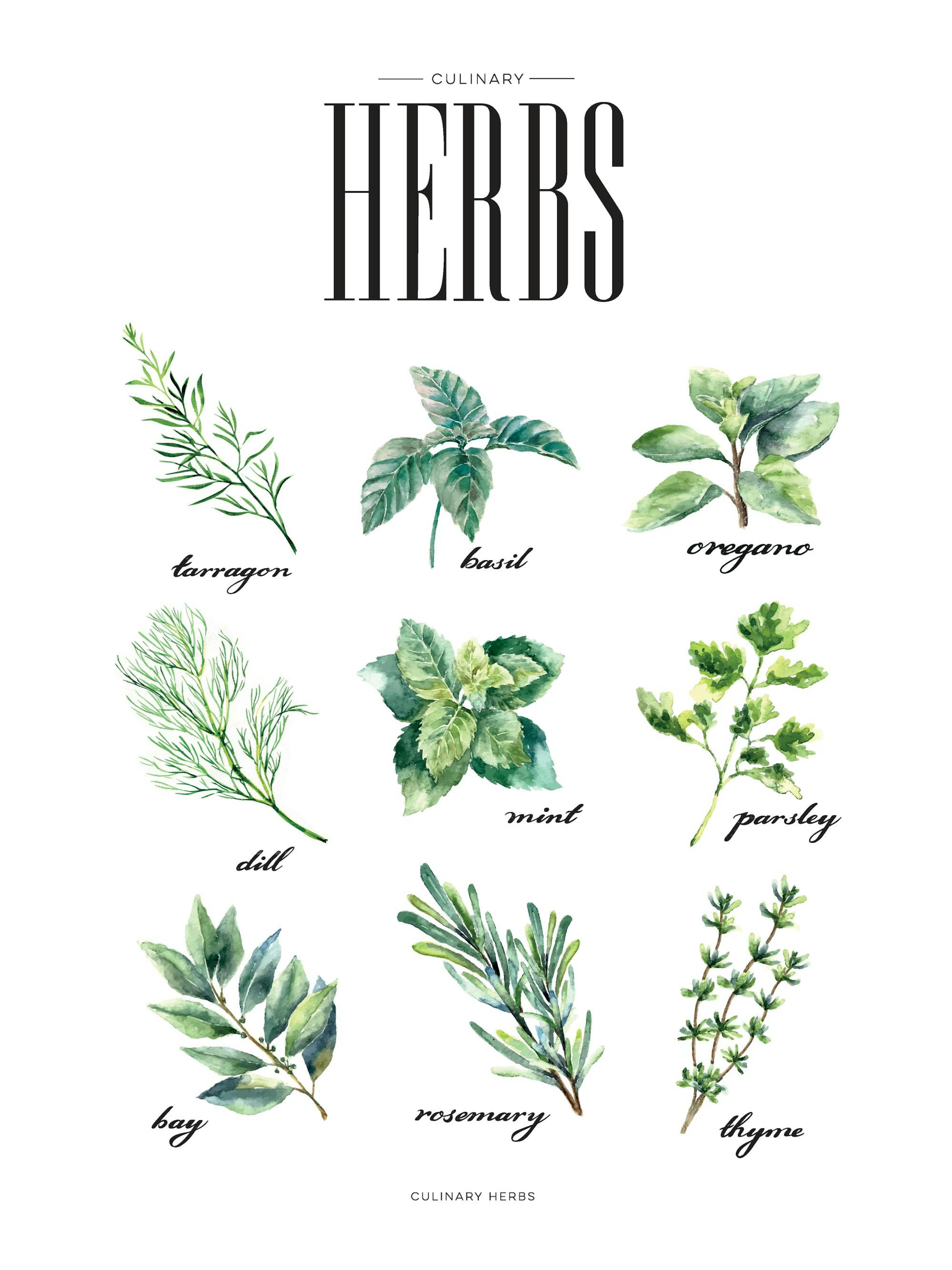 Print of various green herbs including tarragon, basil, oregano, dill, mint, parsley, bay, rosemary, and thyme.