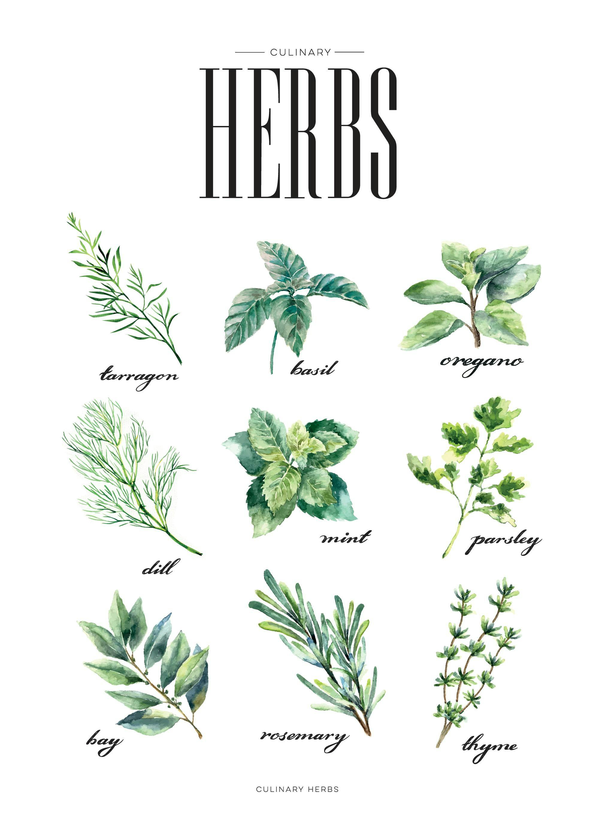 Plakat med akvarellillustrasjoner av ni grønne urter som tarragon, basilikum, oregano, dill, mynte, persille, laurbær, rosmarin,
