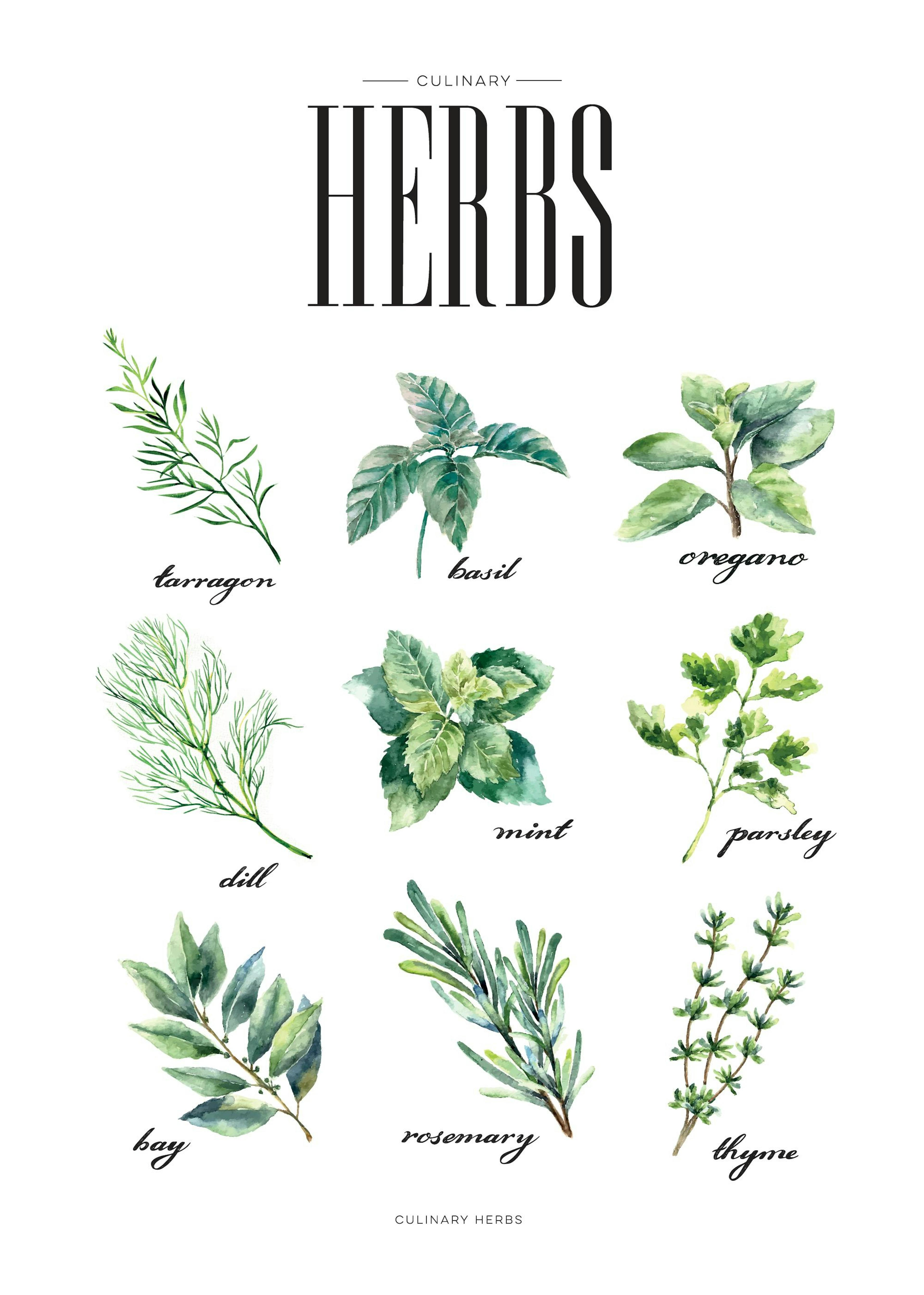 Herbs Green, Print 0
