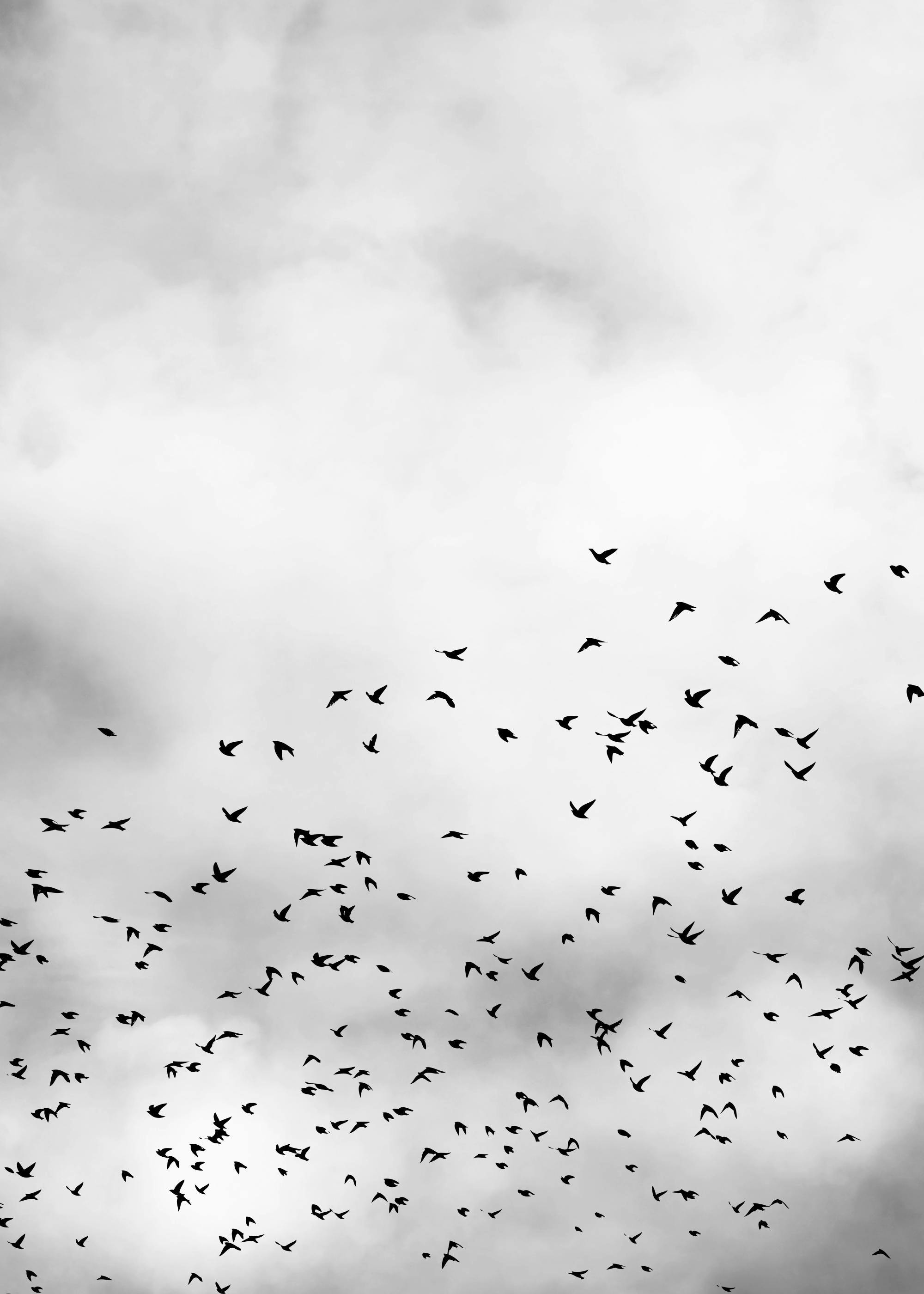 Zwart-wit poster van een zwerm vogels die vliegen in de bewolkte lucht