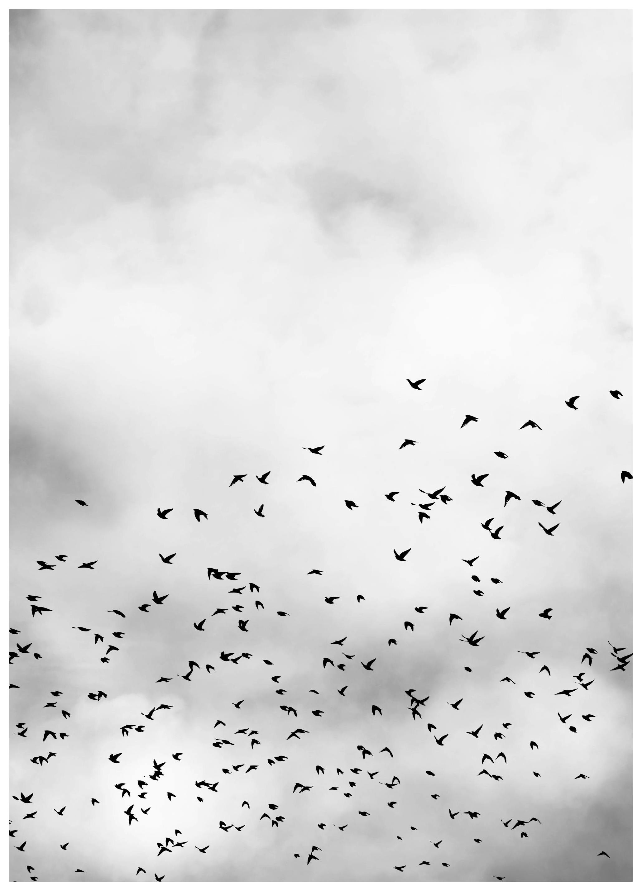 Prints - Bird Sky, Print (50x70 cm) - Nature prints