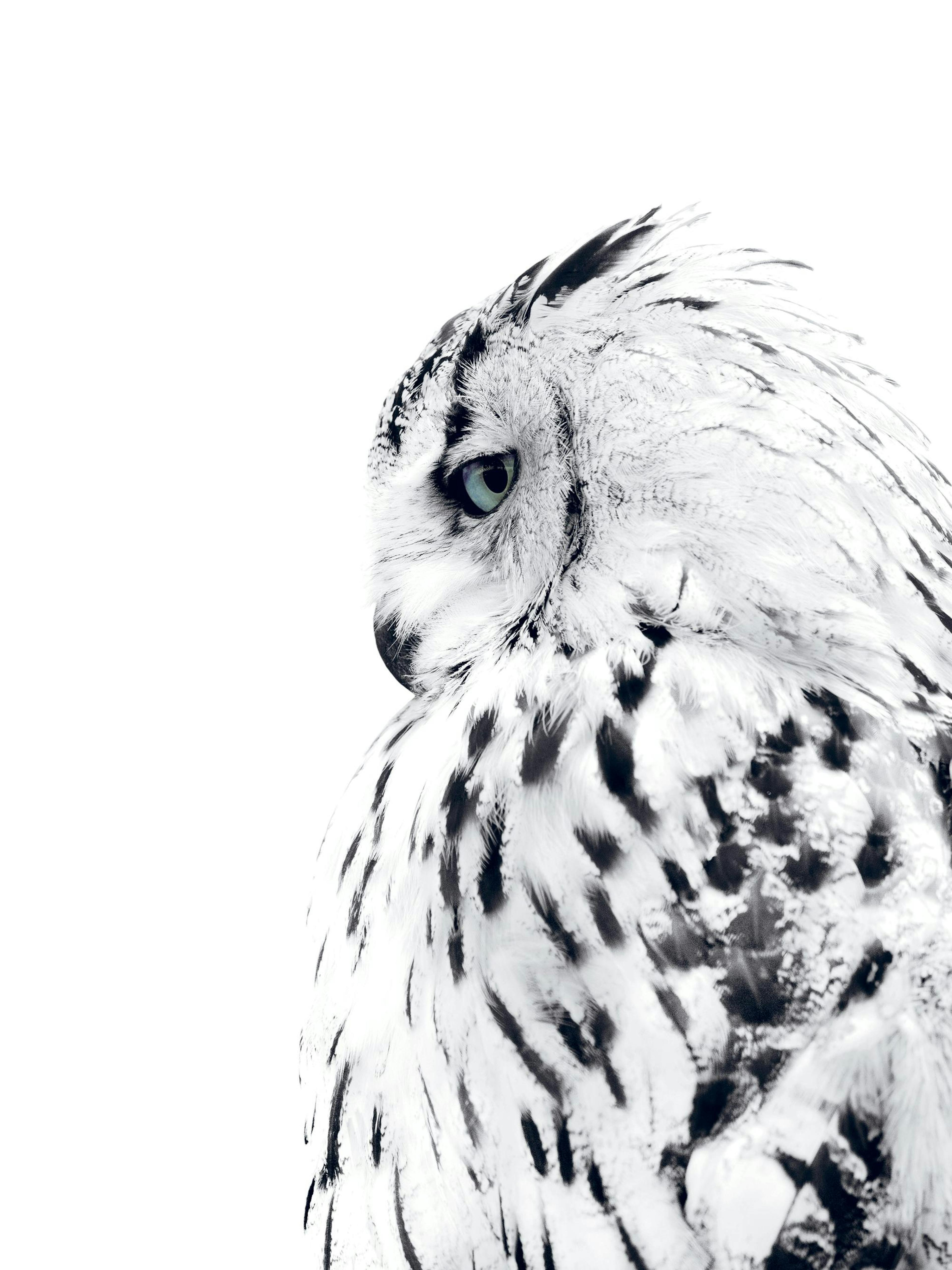 Affiche noir et blanc dun hibou de profil aux yeux bleus