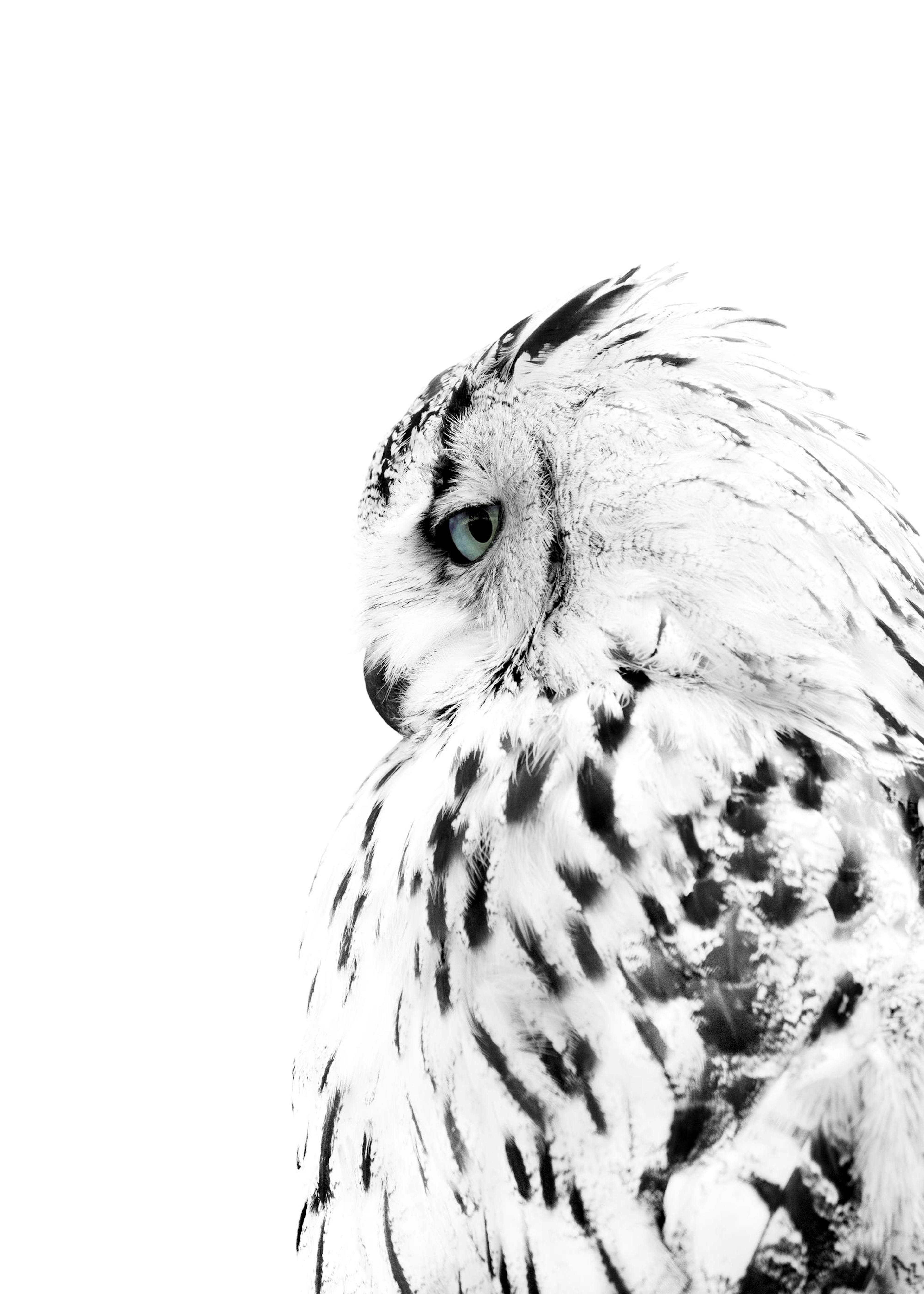 White Owl, Affiches 0