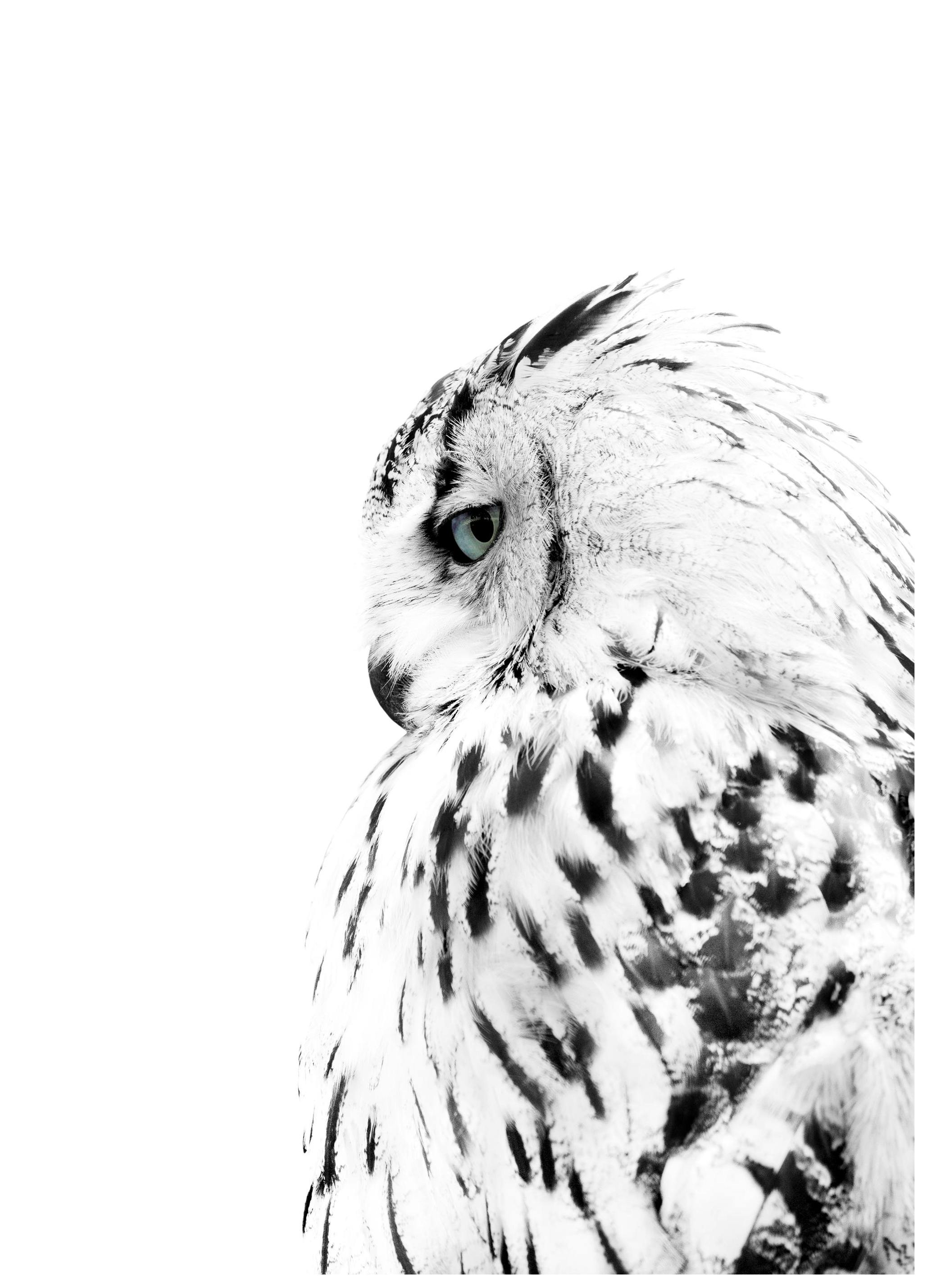 White Owl, Plakat (70x100 cm)- Fotografia