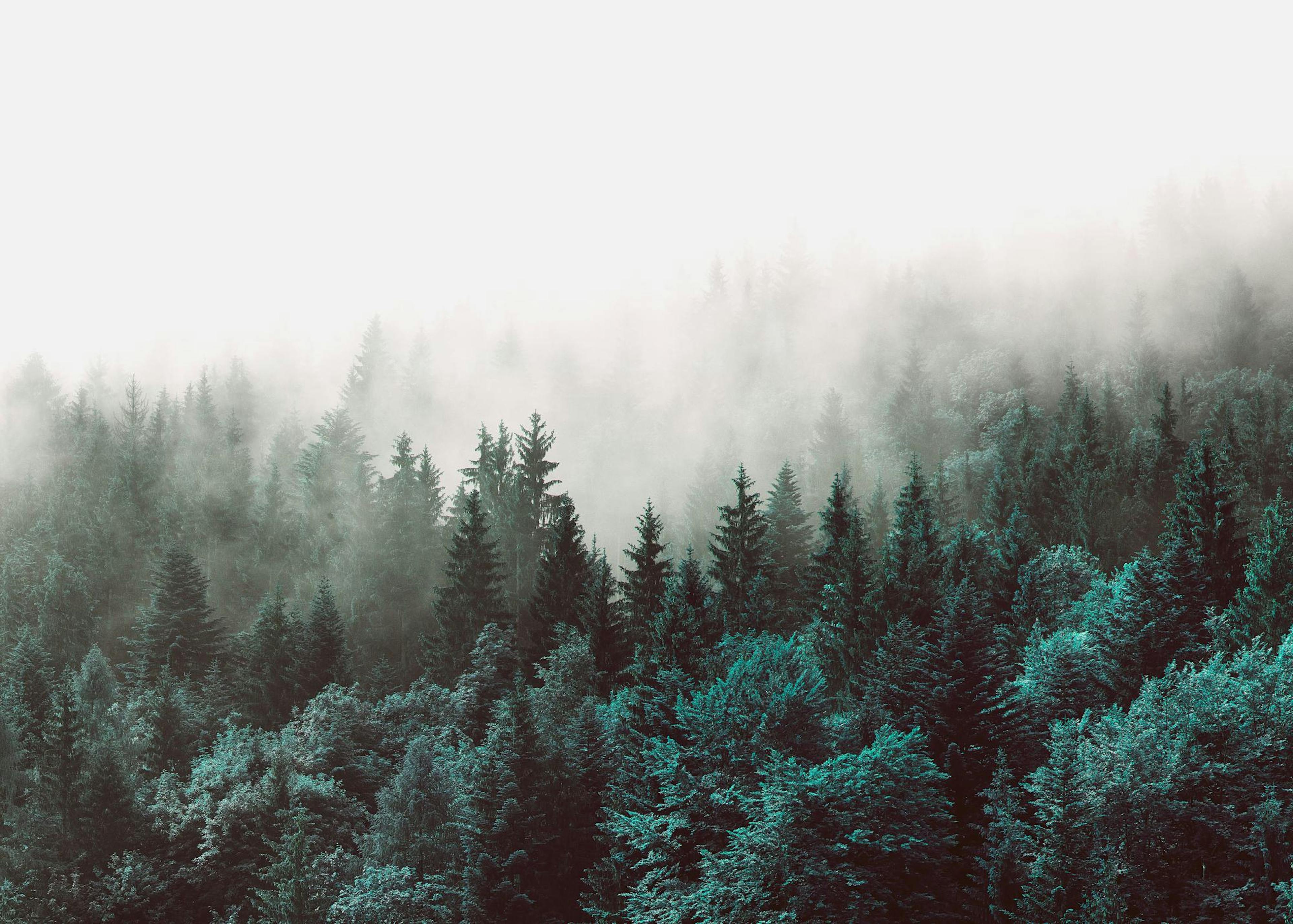 Green Forest, Print 0