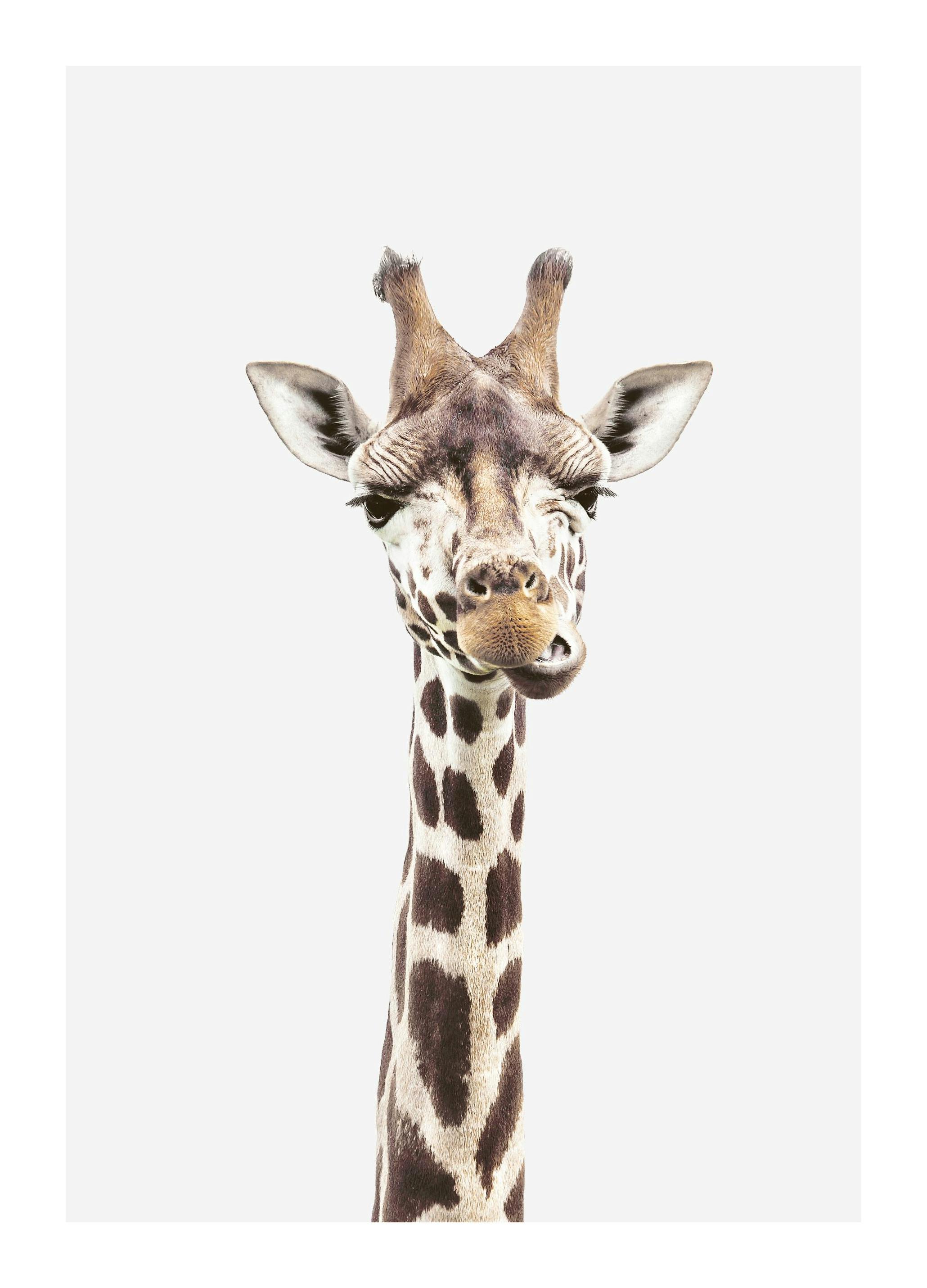 Baby Giraffe Poster (50x70 cm)