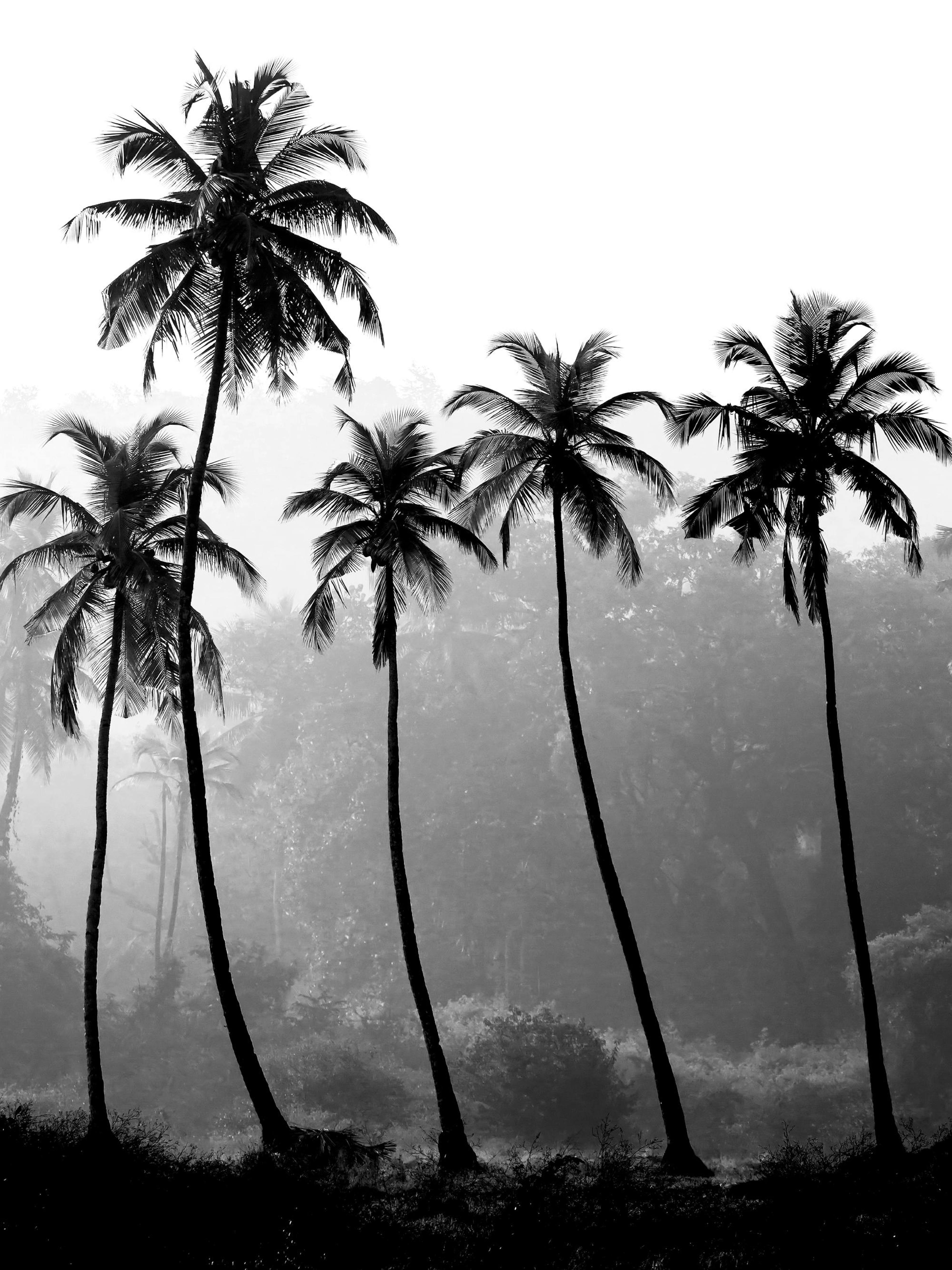 Black and white photograph print of tall palm trees with a rainforest in the background, a nature poster.
