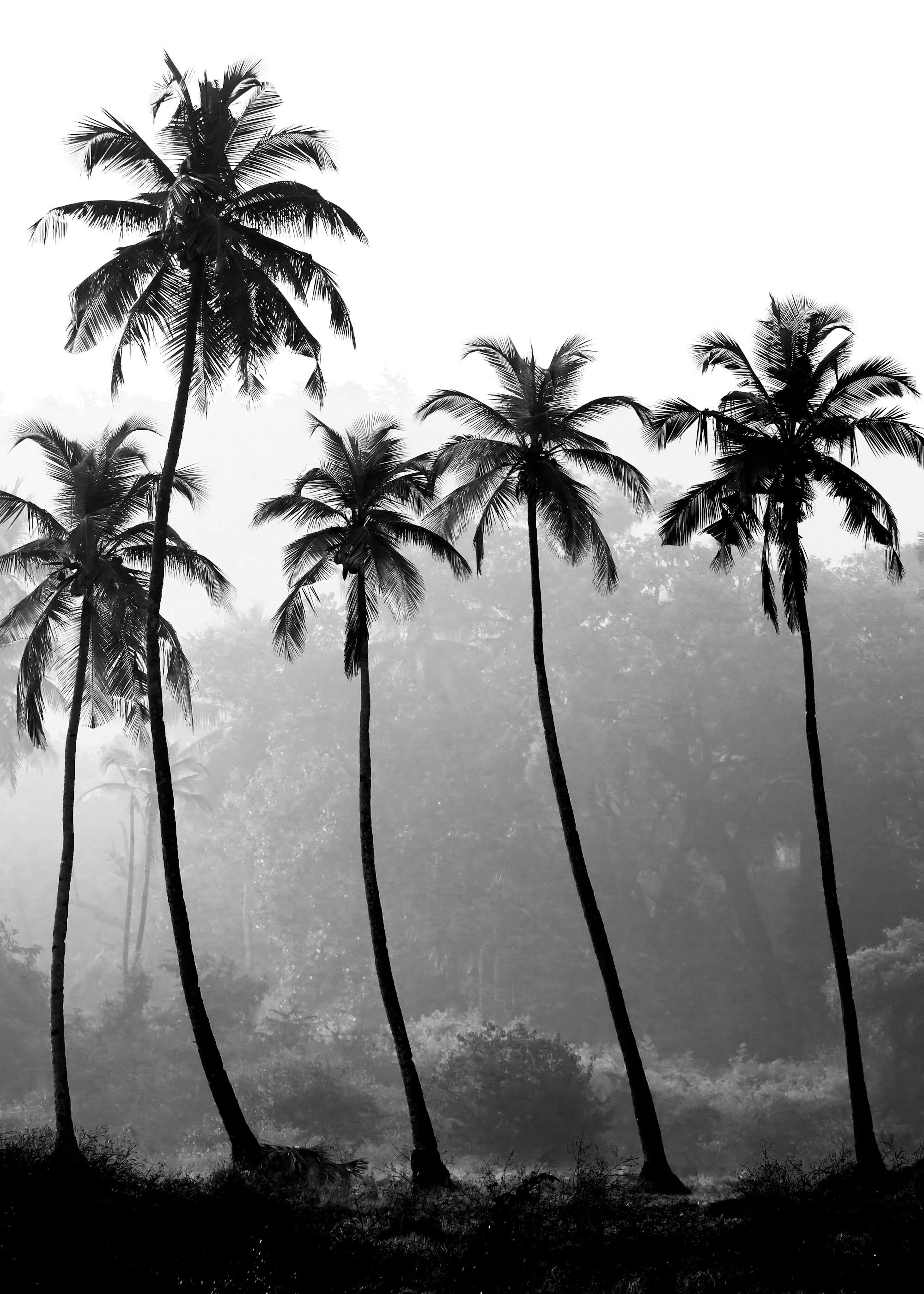 Palm Trees Poster 0