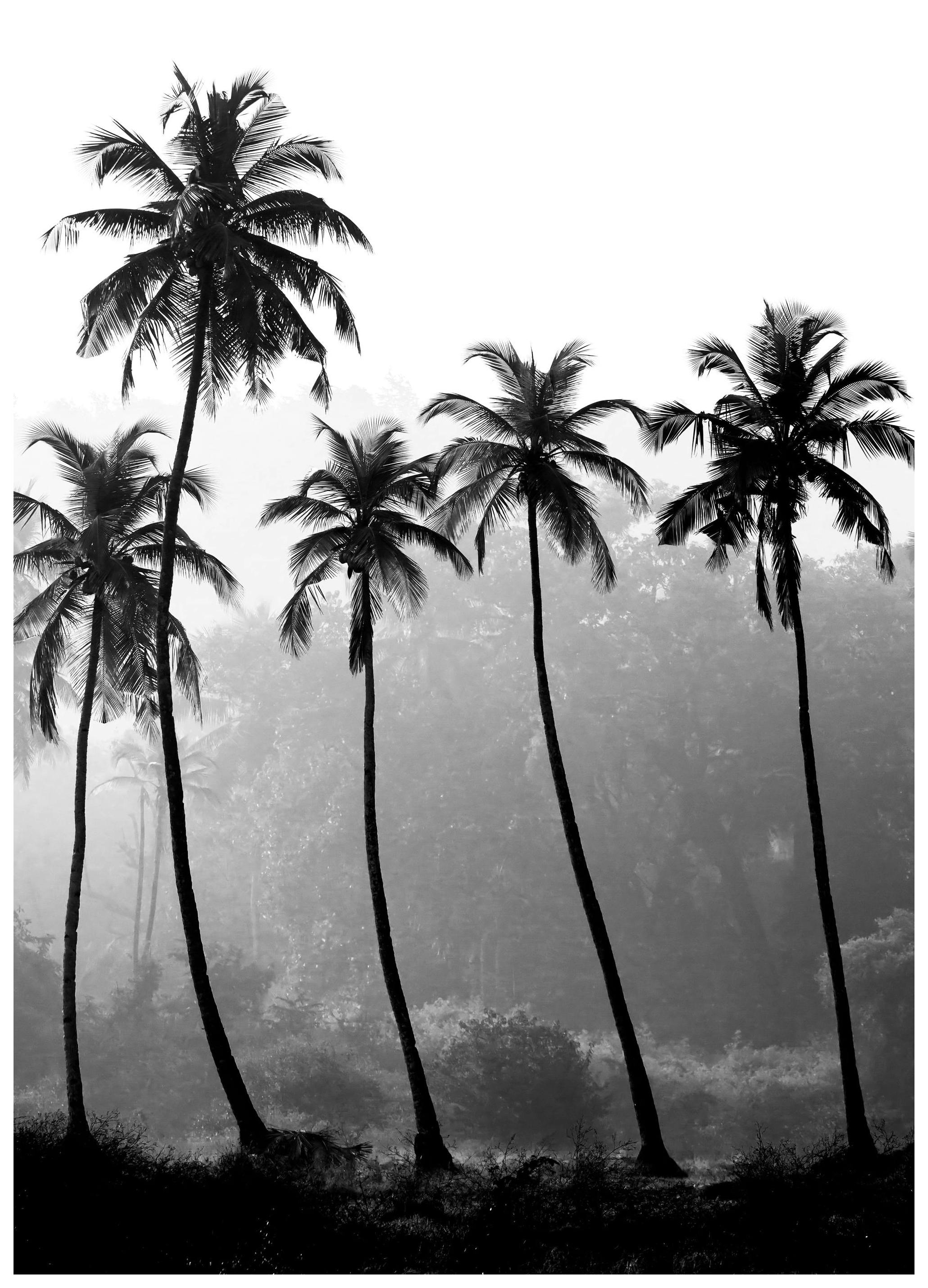 Prints - Palm Trees, Print (21x30 cm) - Nature prints