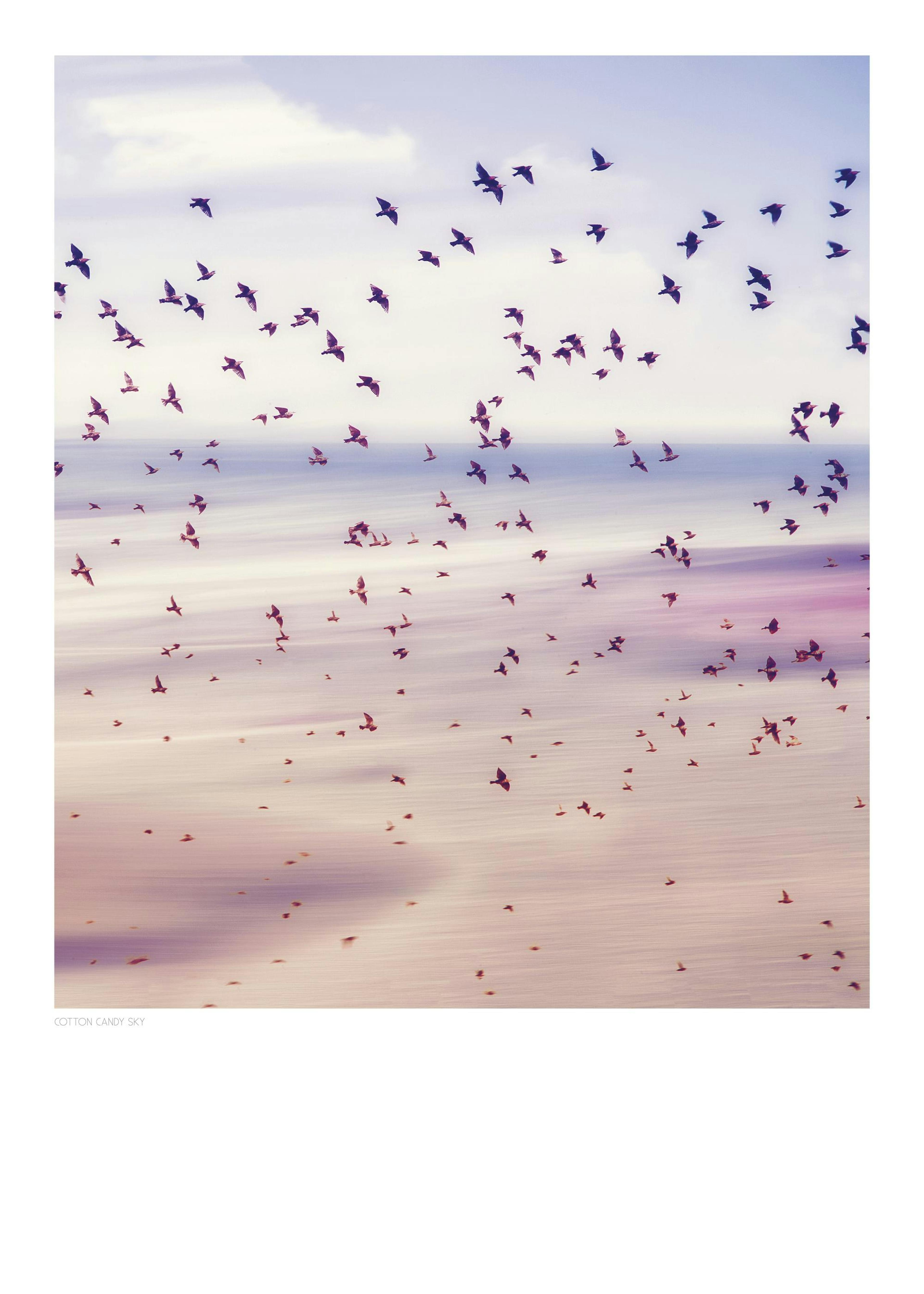 Poster met een zwerm vogels tegen een avondlucht in roze en blauwtinten, met vervagingseffect.