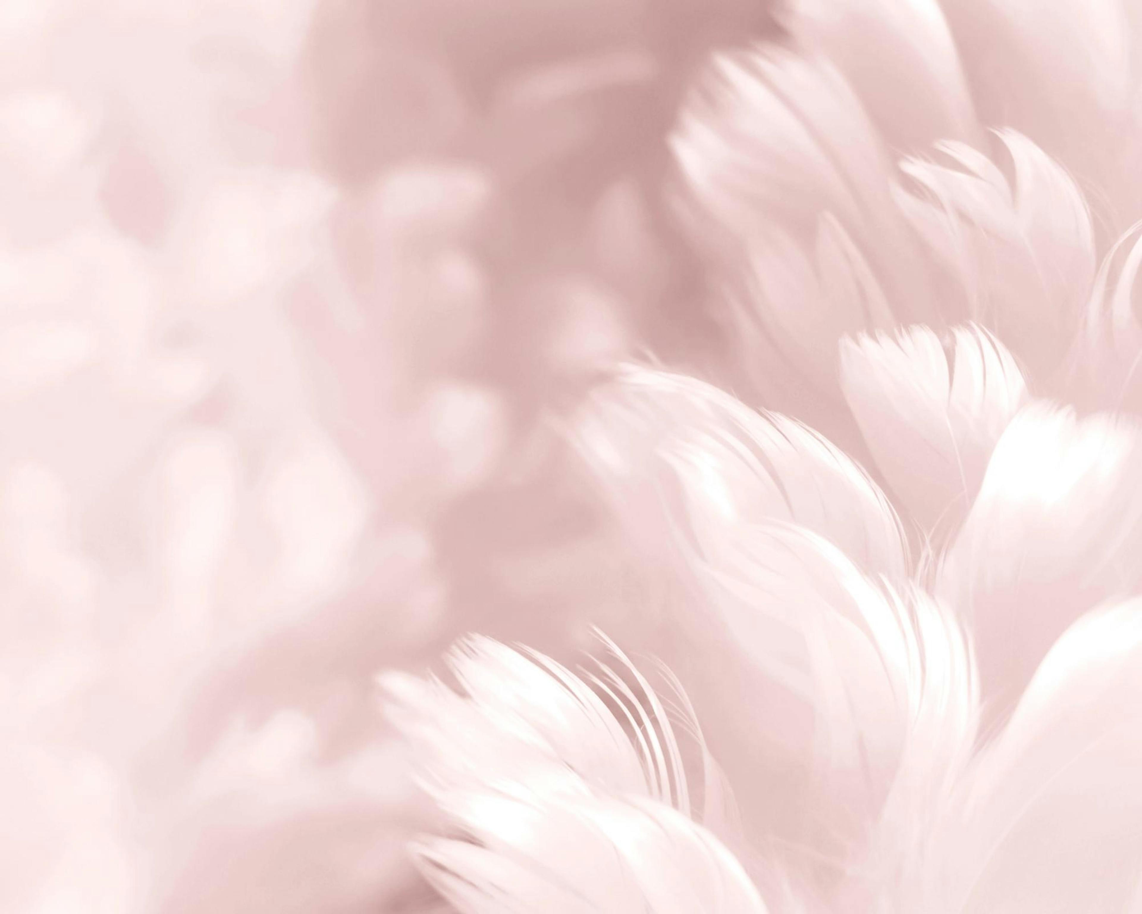 Poster mit flauschigen, rosafarbenen Federn, weiche Textur, Detailaufnahme