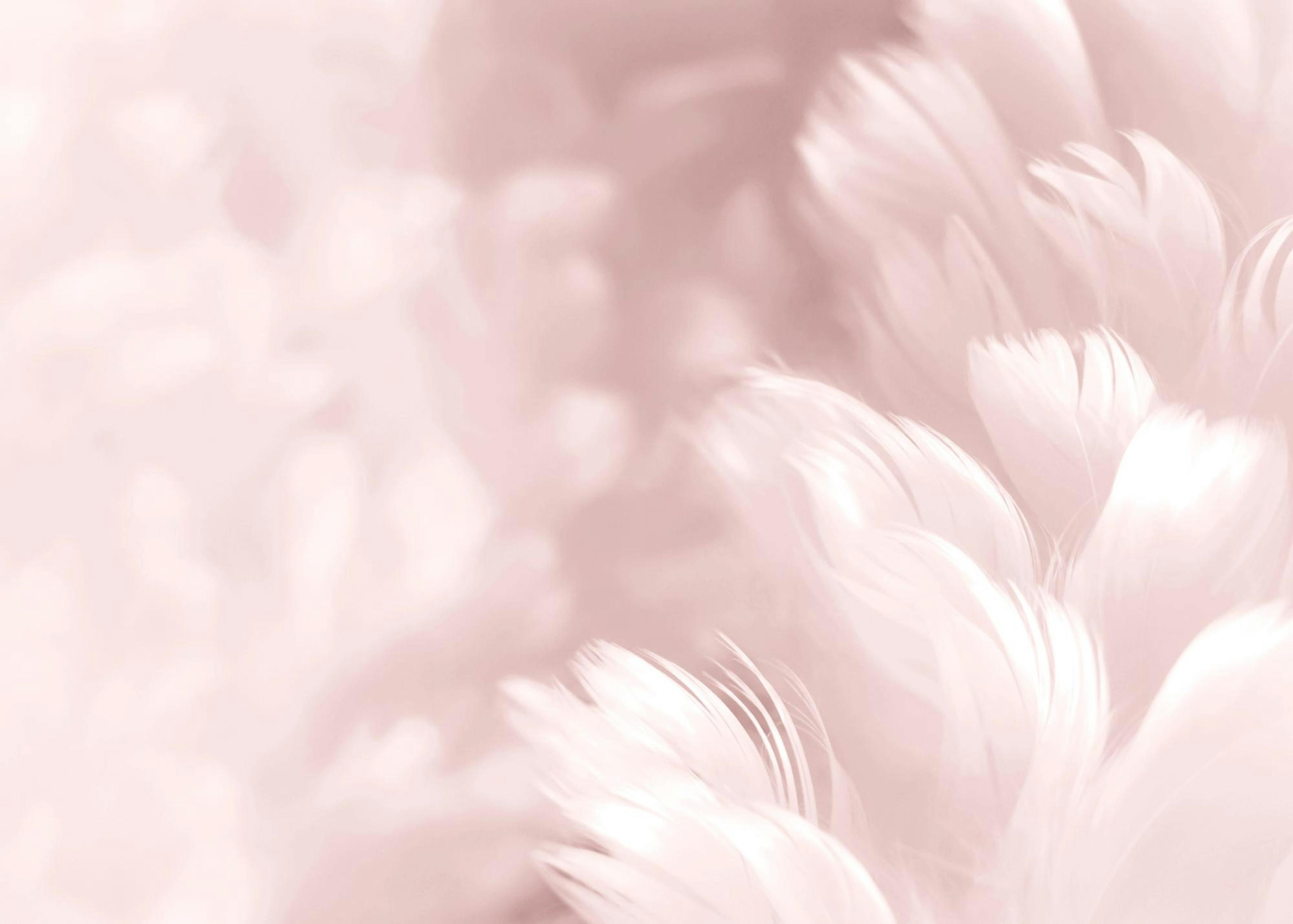 Fluffy Pink Feathers, Print 0