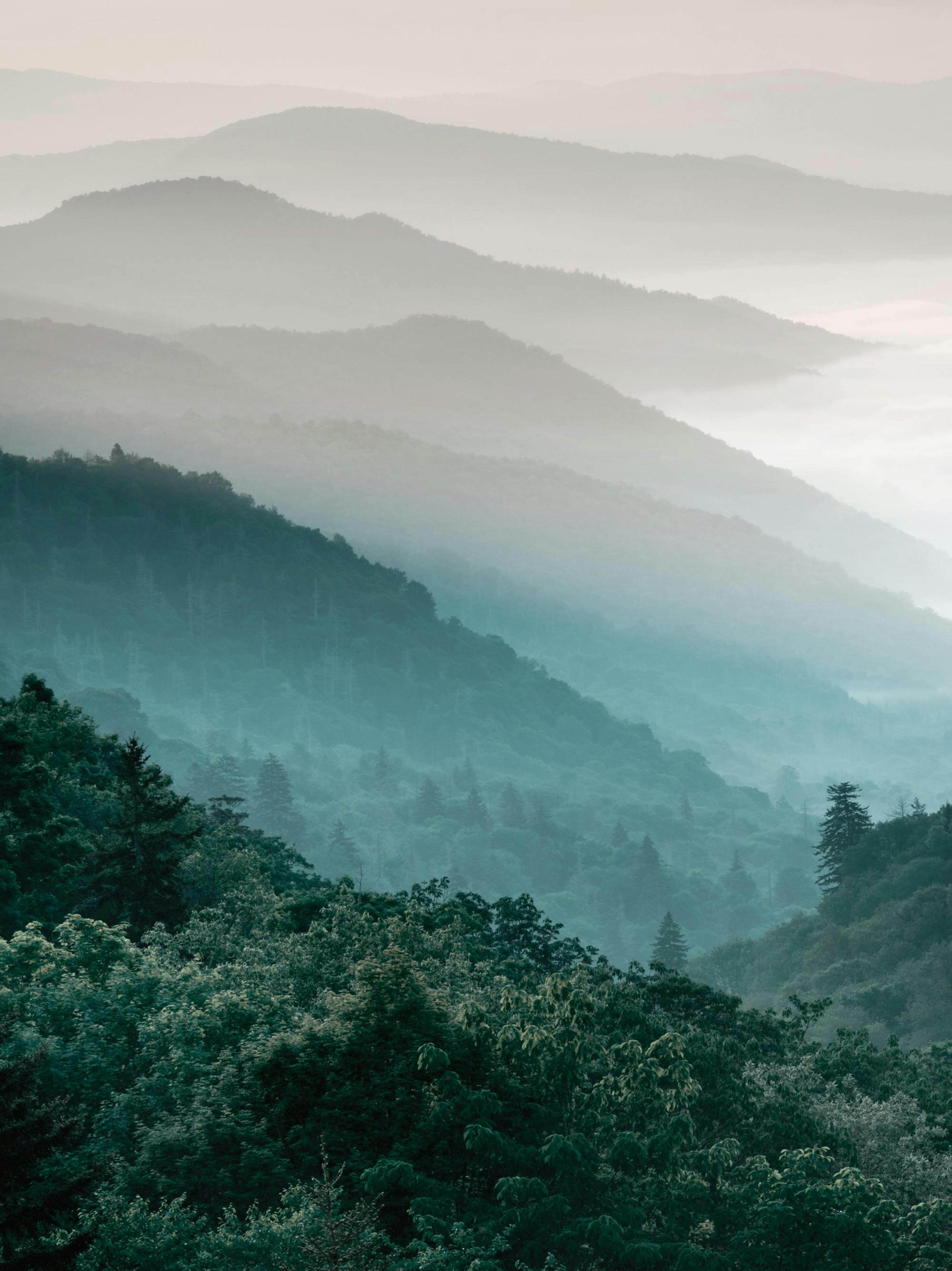 Forest Mountain, Prints 0