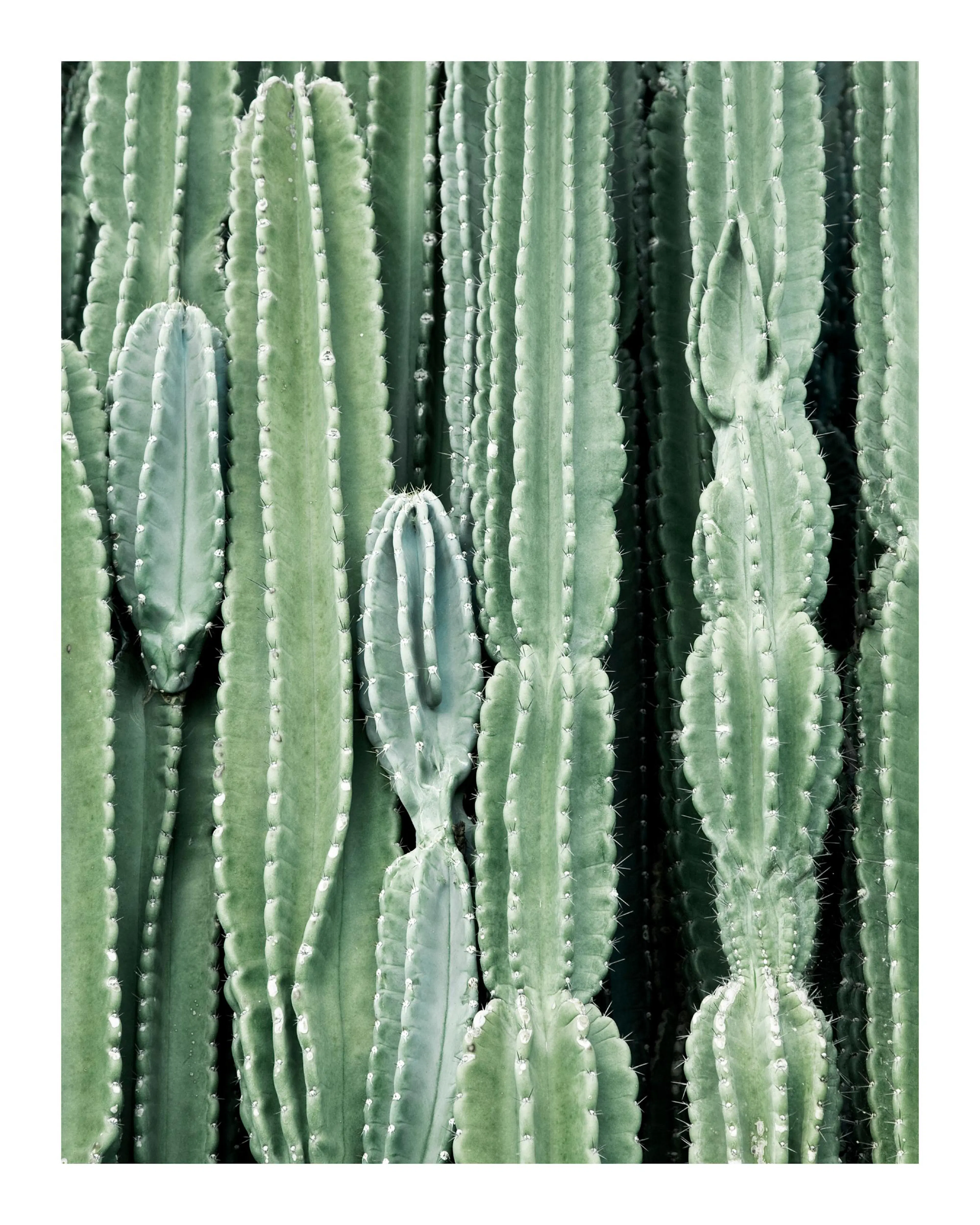 Affiche de cactus verts, avec un style graphique et une typographie distincte qui capture la beauté naturelle du désert.