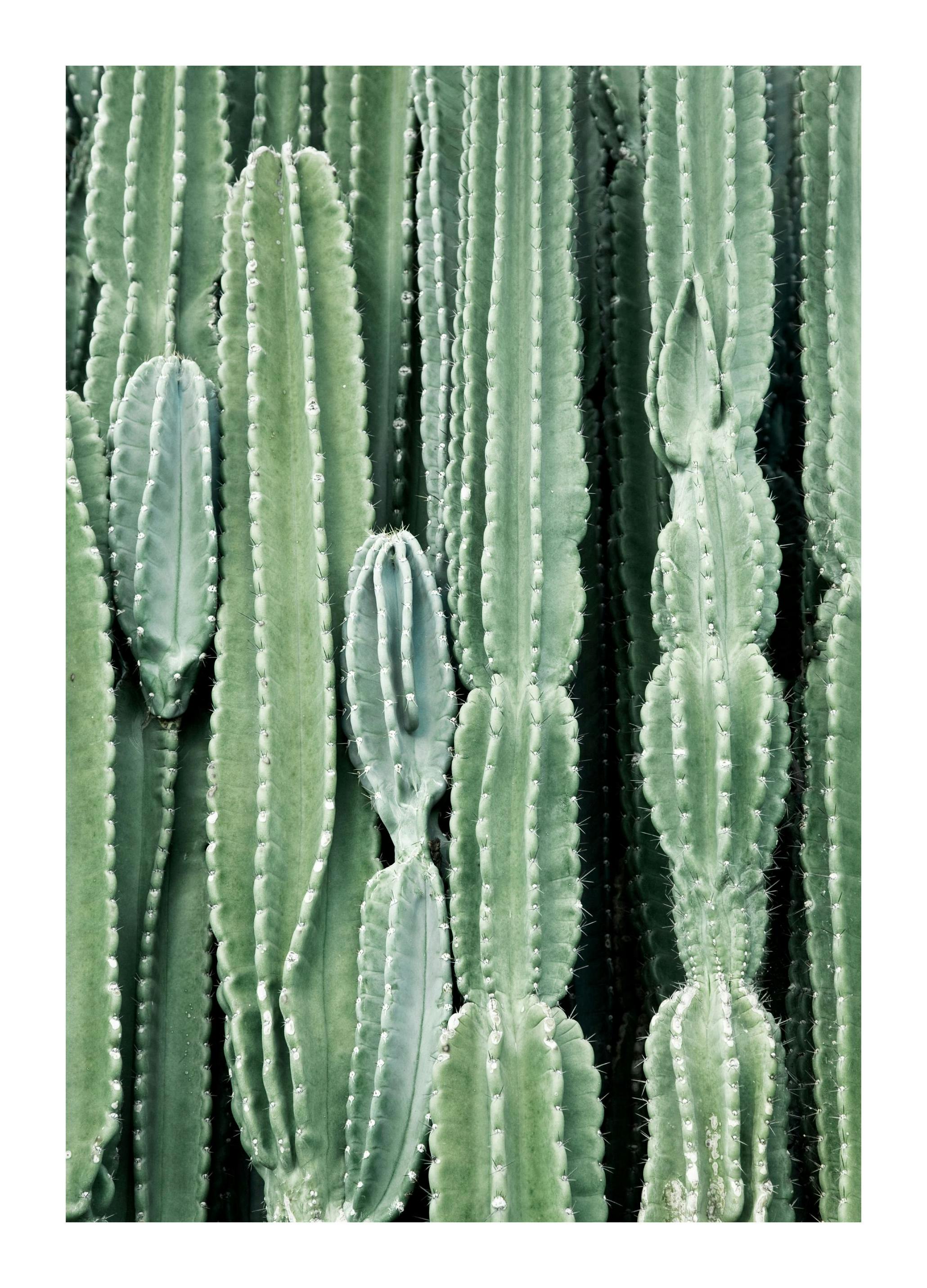 Cactus, Affiches (50x70 cm) - Photographies