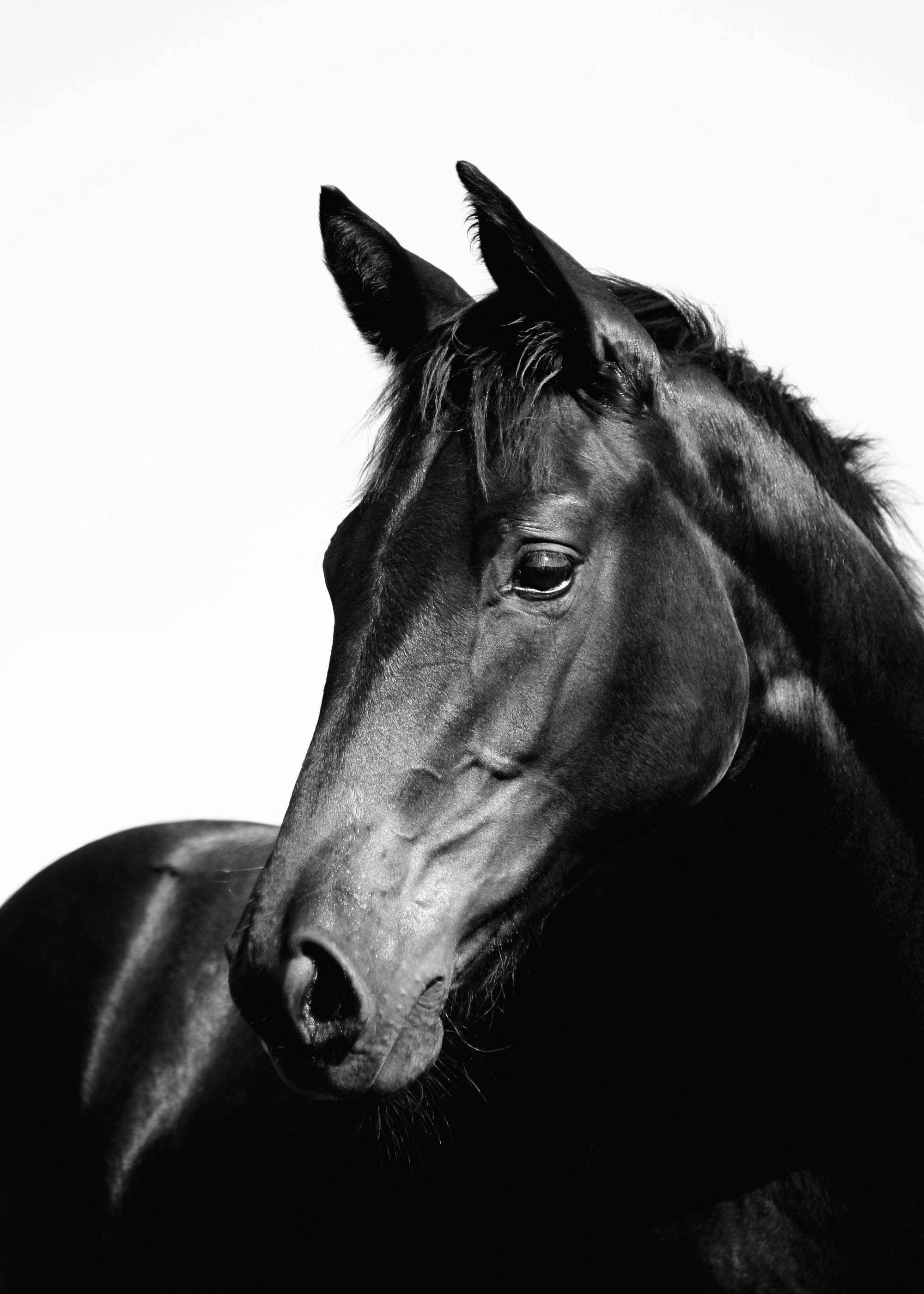 Monochrome black stallion print, a powerful horse with dark eyes and sleek coat, ideal for equine art enthusiasts.