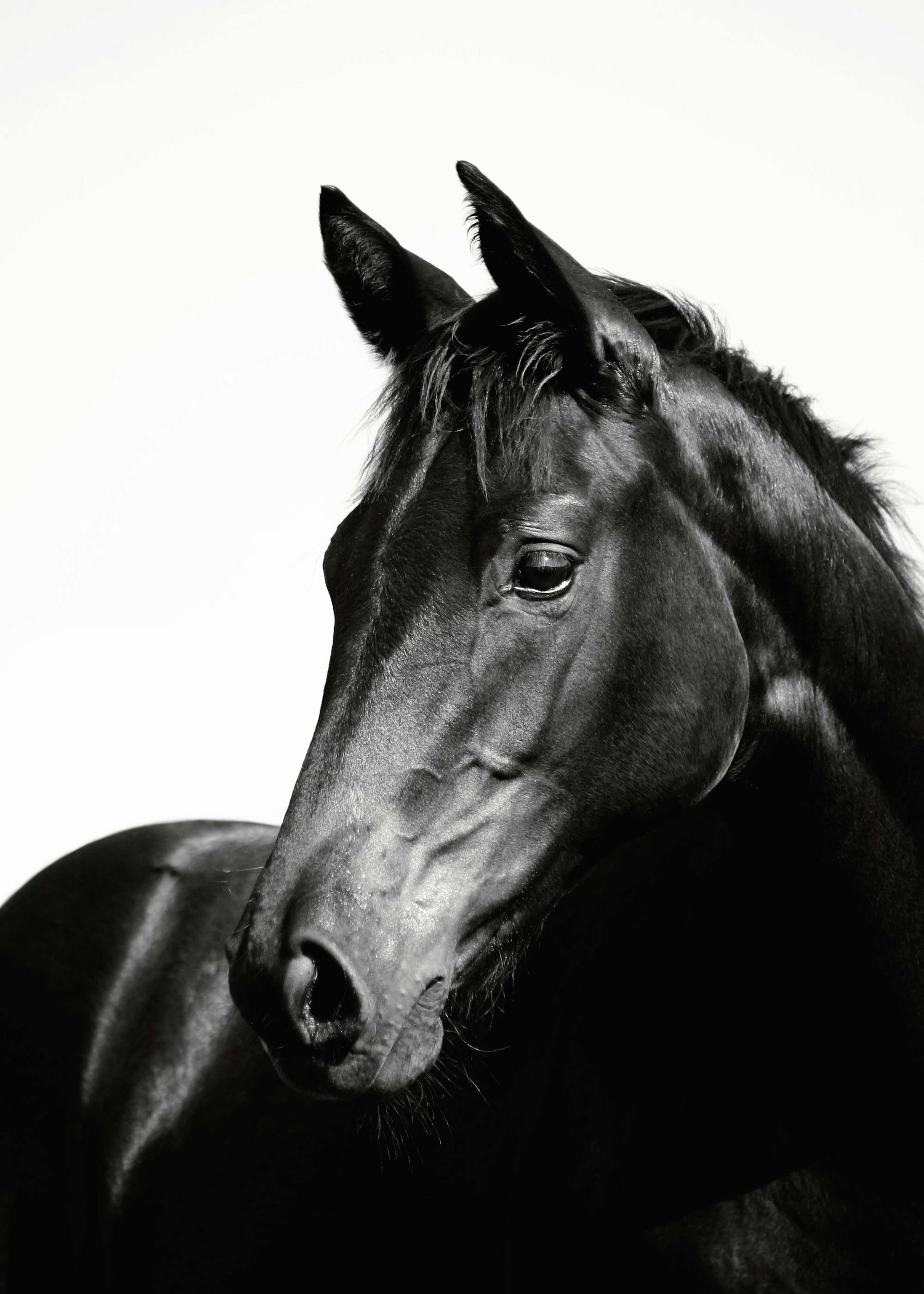 Black Stallion, Posters 0