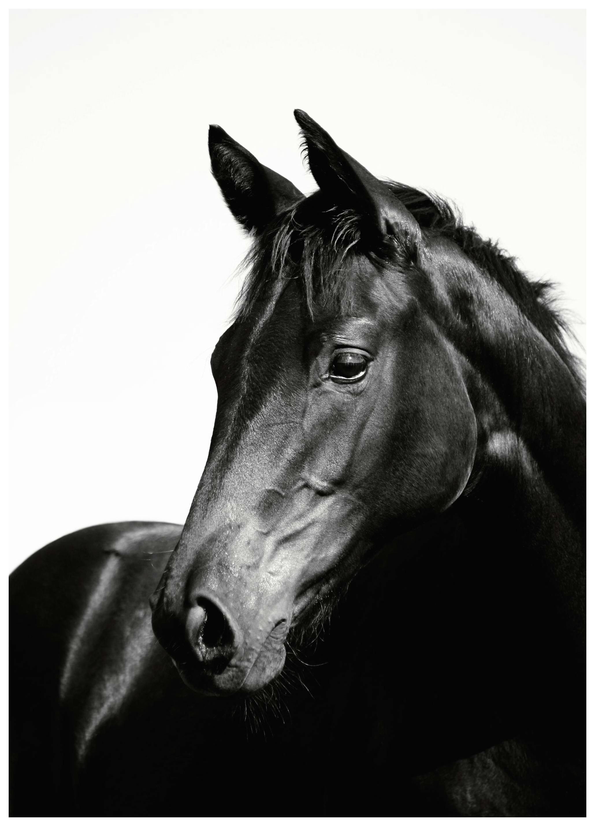 Black Stallion, Plakat (50x70 cm)- Fotografia