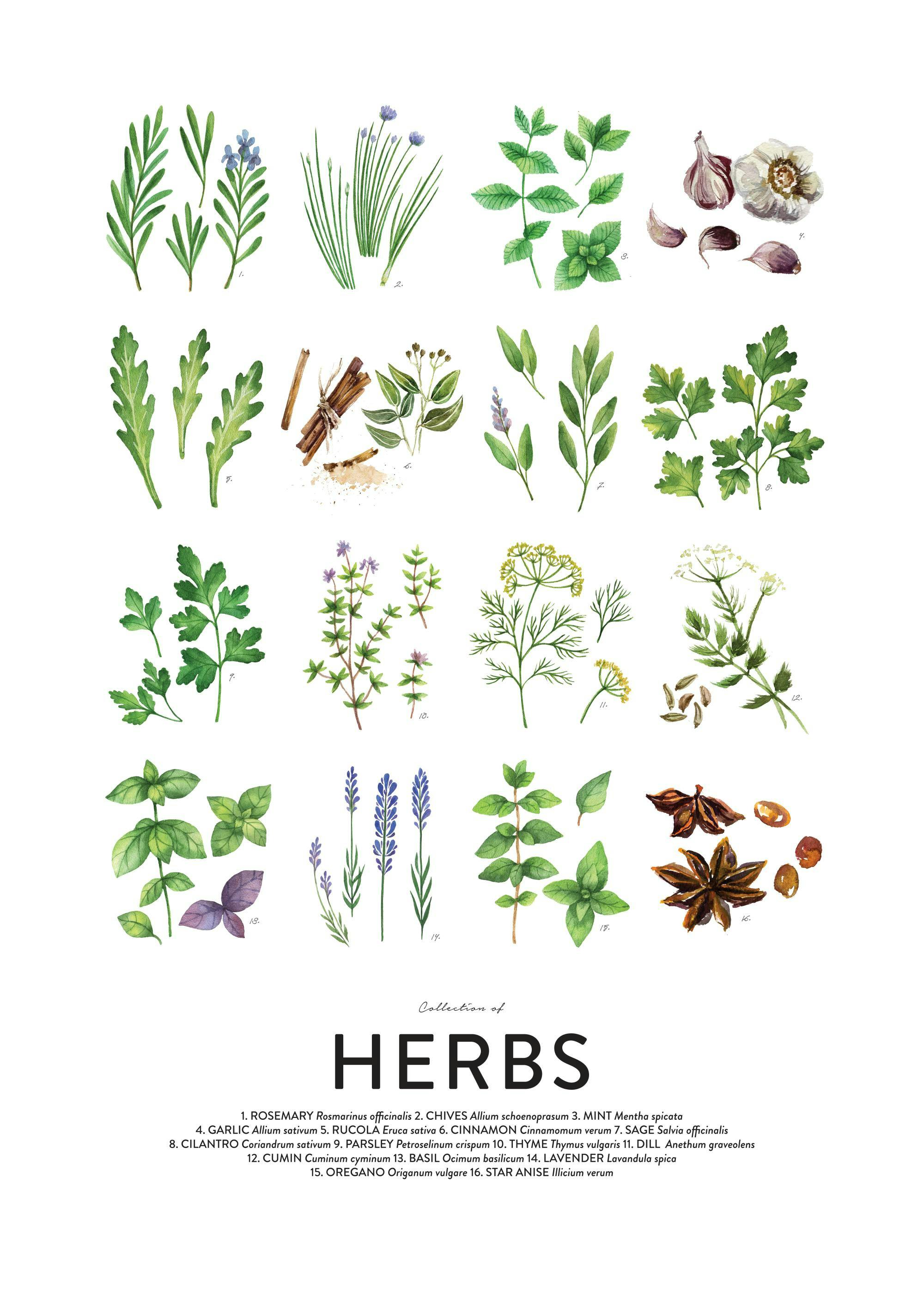 Watercolor culinary herbs poster with various green herbs, including rosemary, mint, basil, and lavender sprigs.