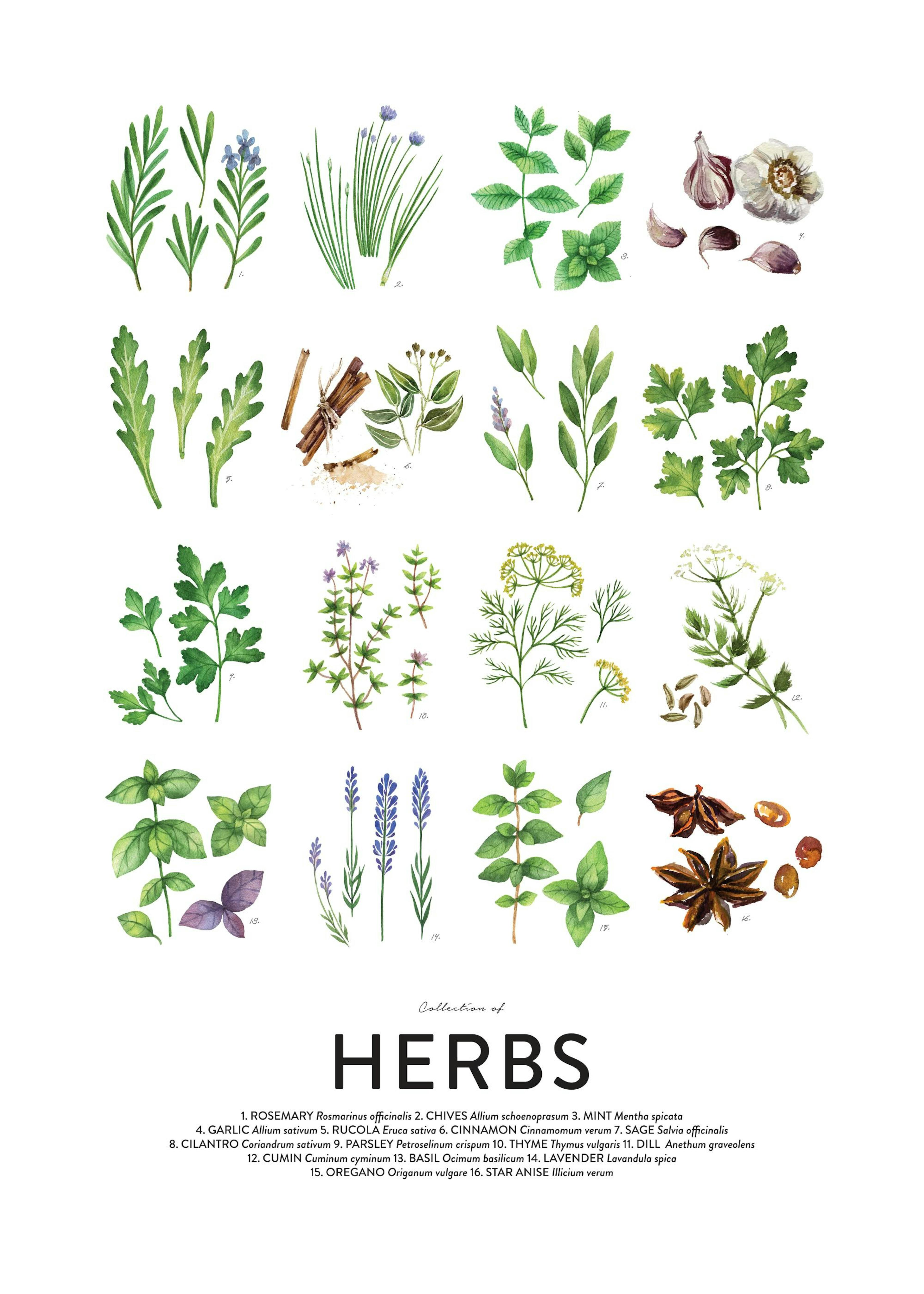 Culinary Herbs, Affiches 0