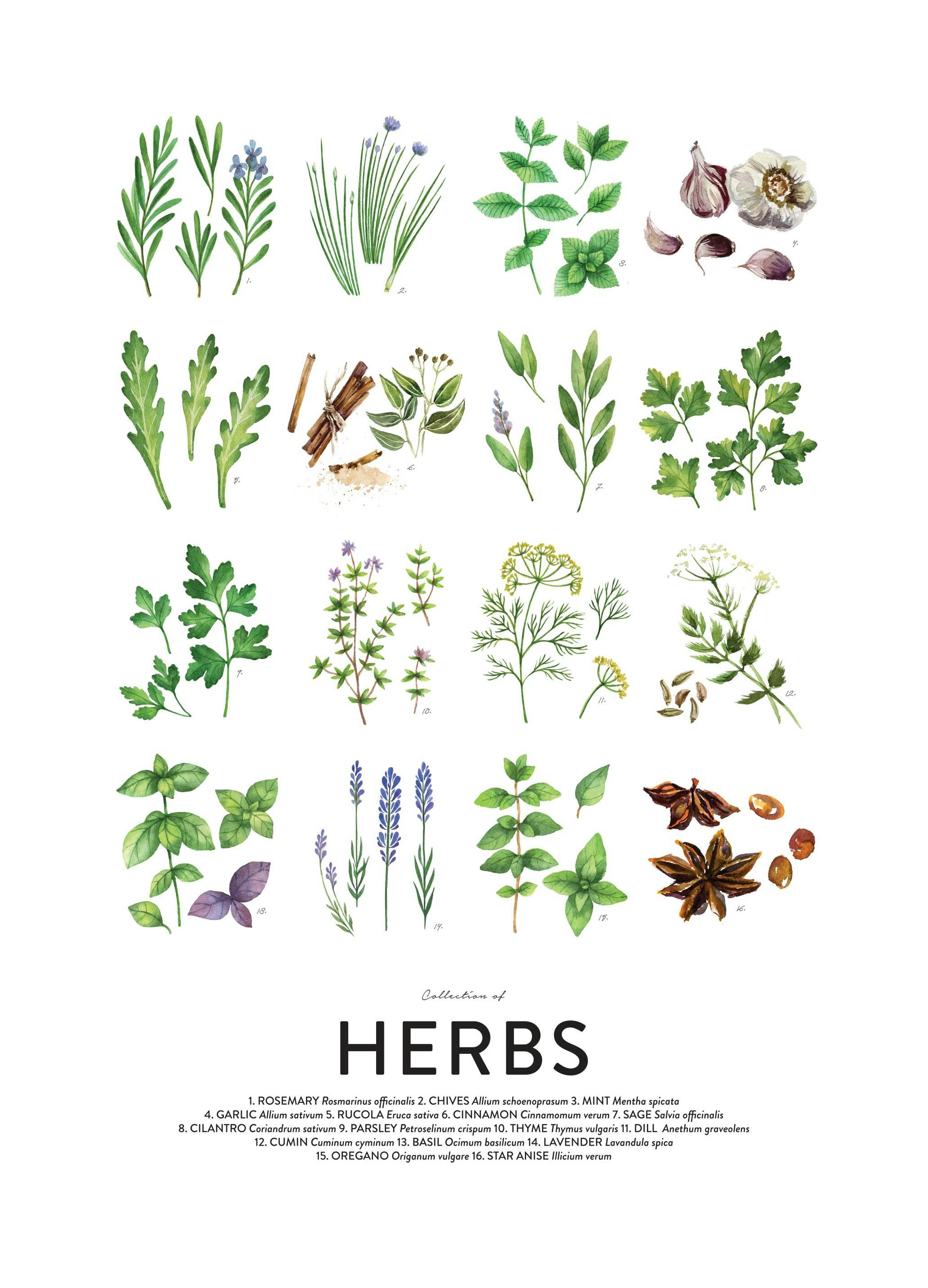 Culinary Herbs, Prints (30x40 cm)- Kitchen guides posters