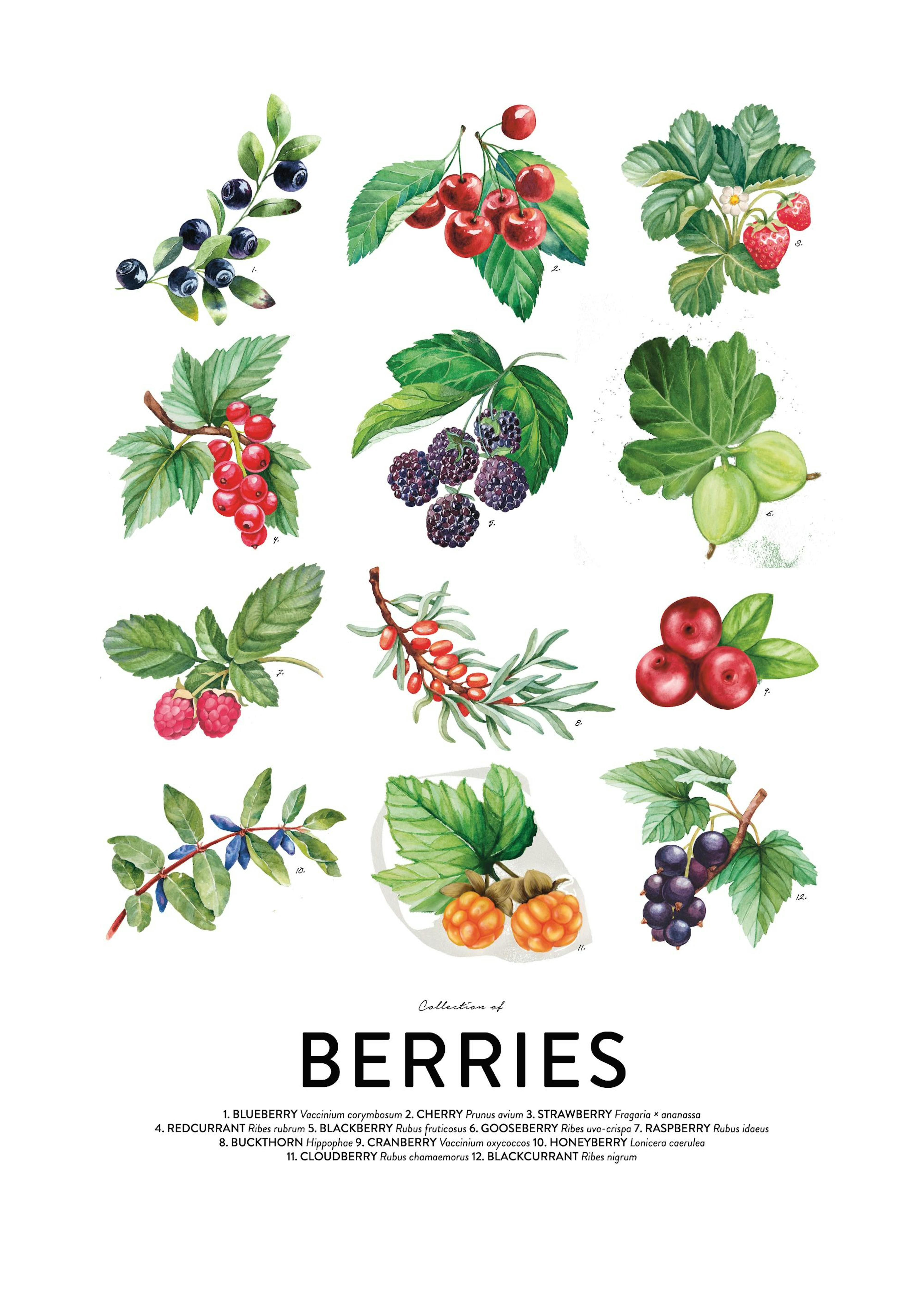 Berries, Affiches 0