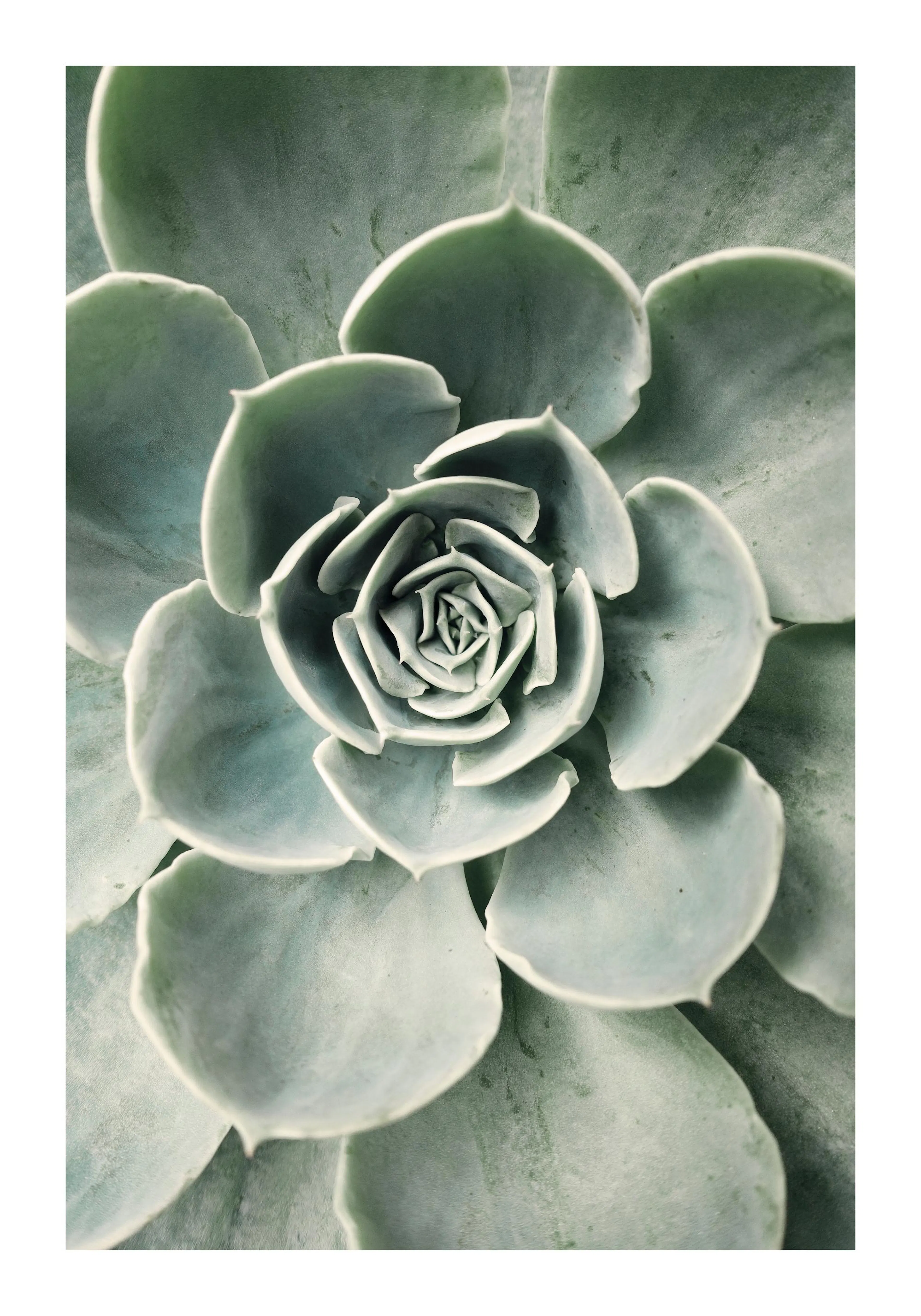 Cactus flower print, close-up botanical poster with green succulent leaves forming a rose-like shape