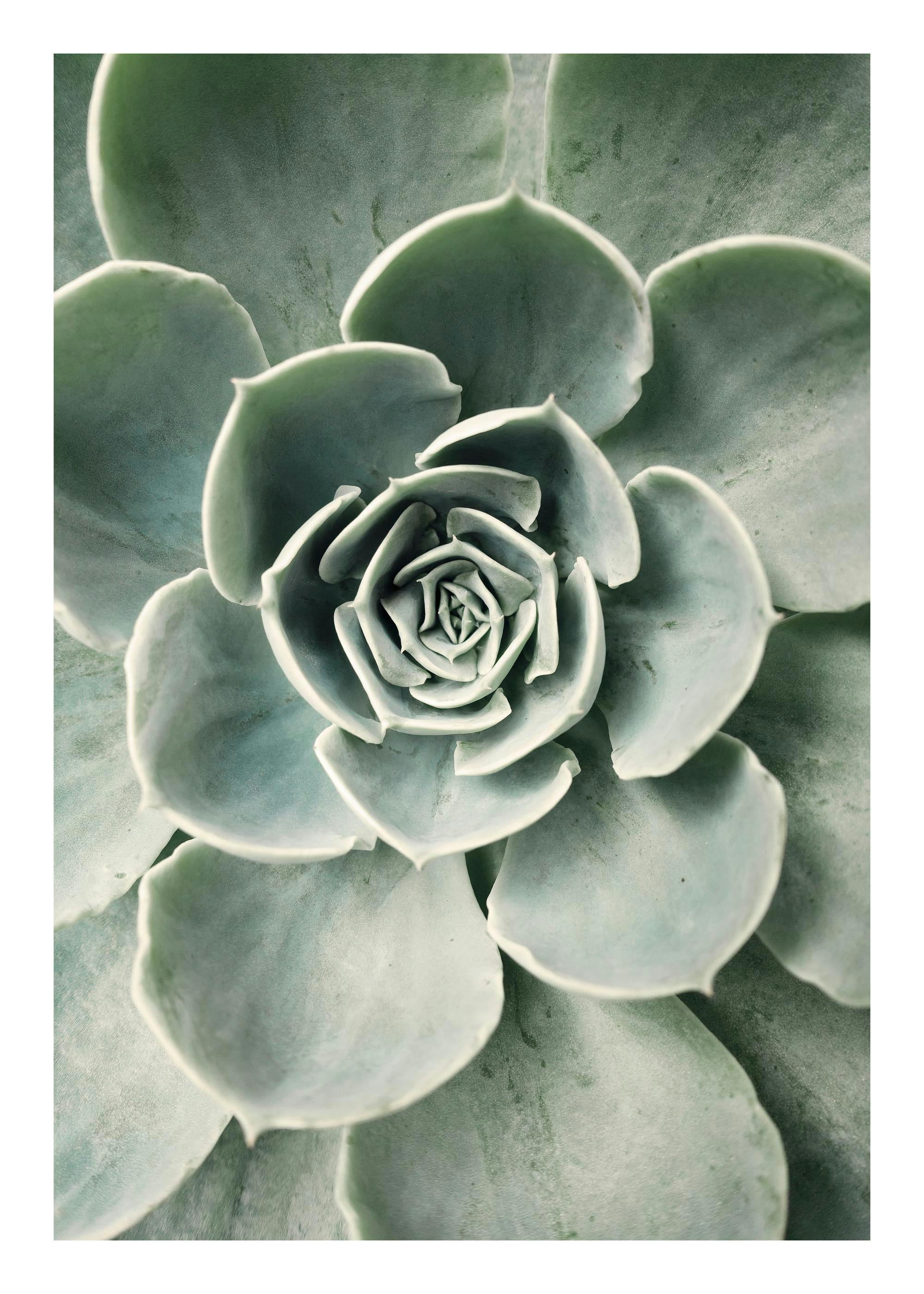 Close-up van een groene cactus met ronde bladeren die een bloem vormen, ideaal voor een botanische poster.