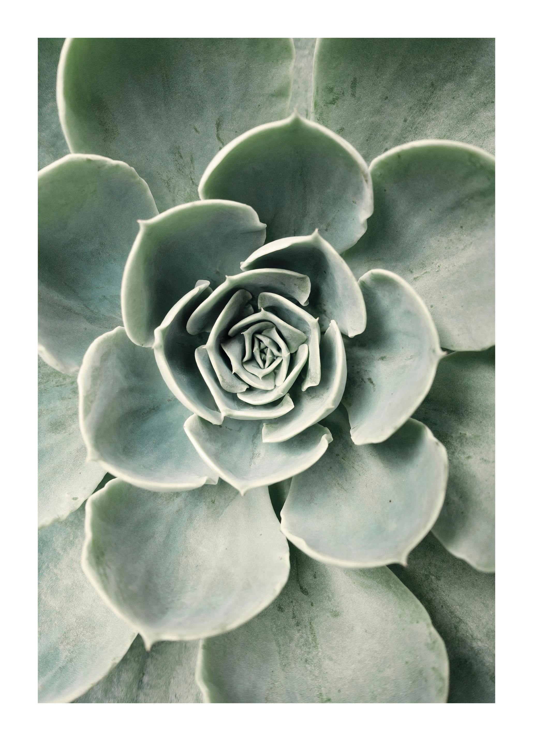 Cactus Flower Print (70x100 cm)
