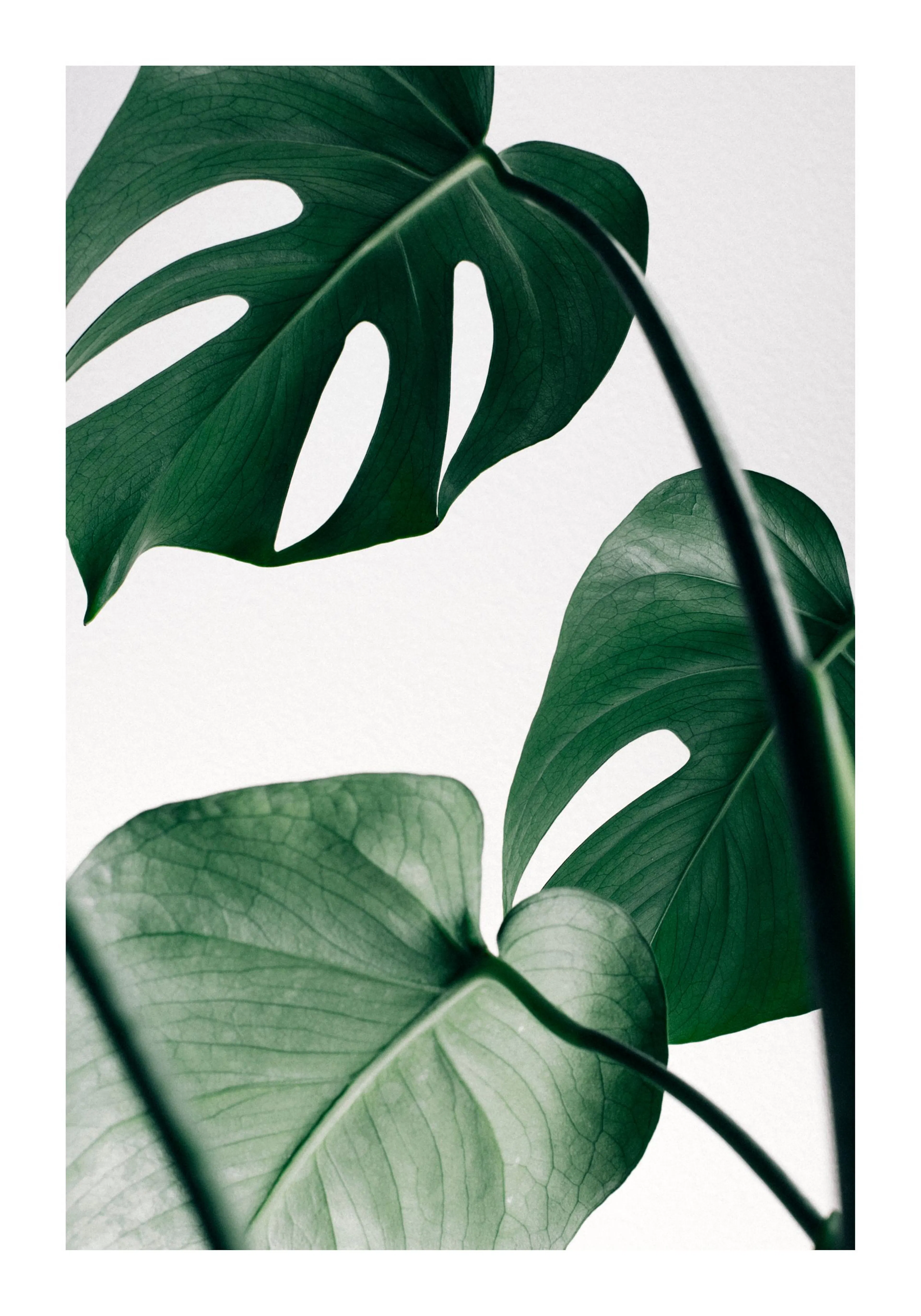 Affiche de monstera, trois feuilles de plante verte sur fond blanc, mettant en valeur la photographie botanique et la typographi