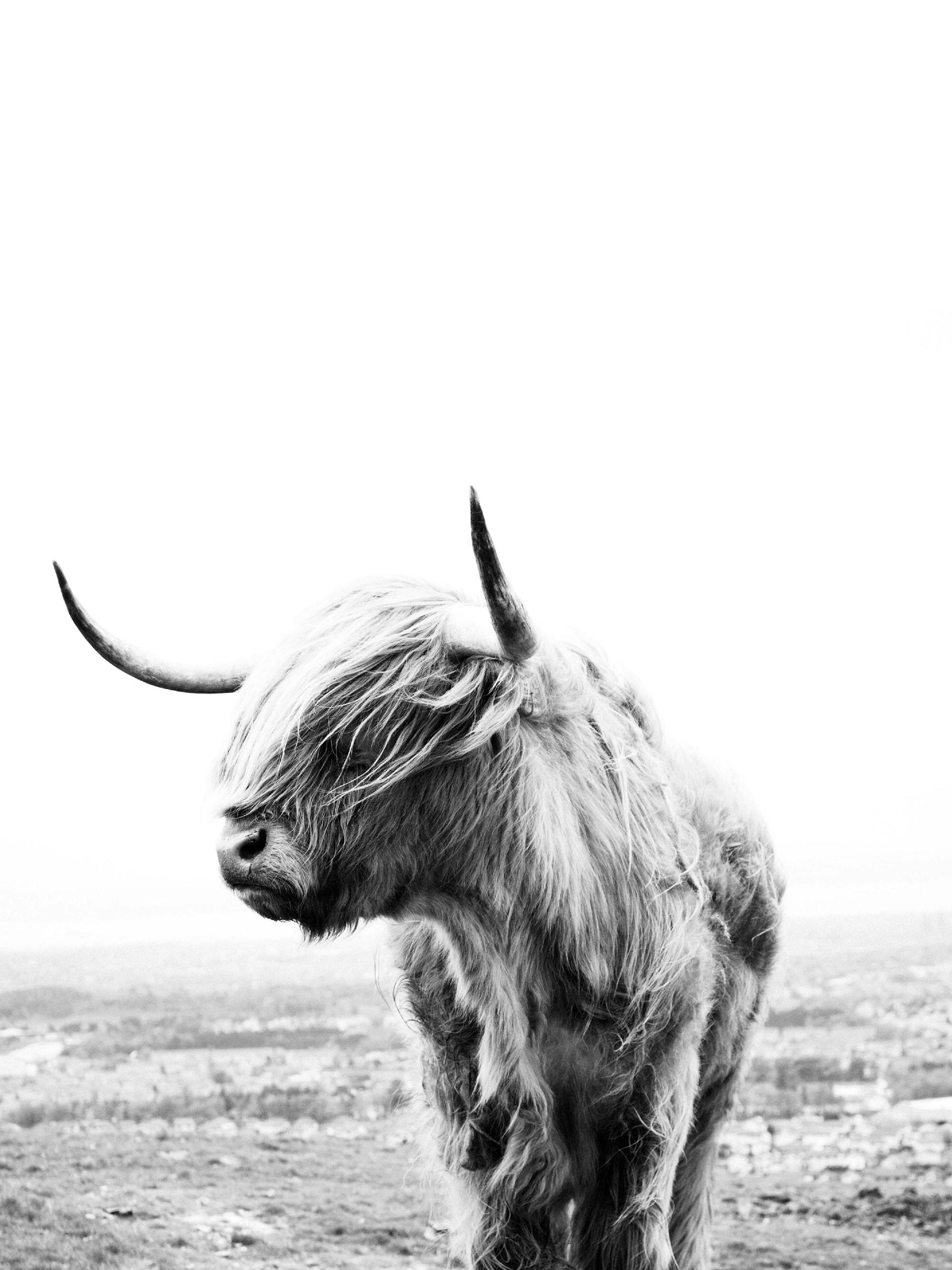 Black and white photograph of a Highland cow with long hair covering its eyes and horns, facing left in a field.