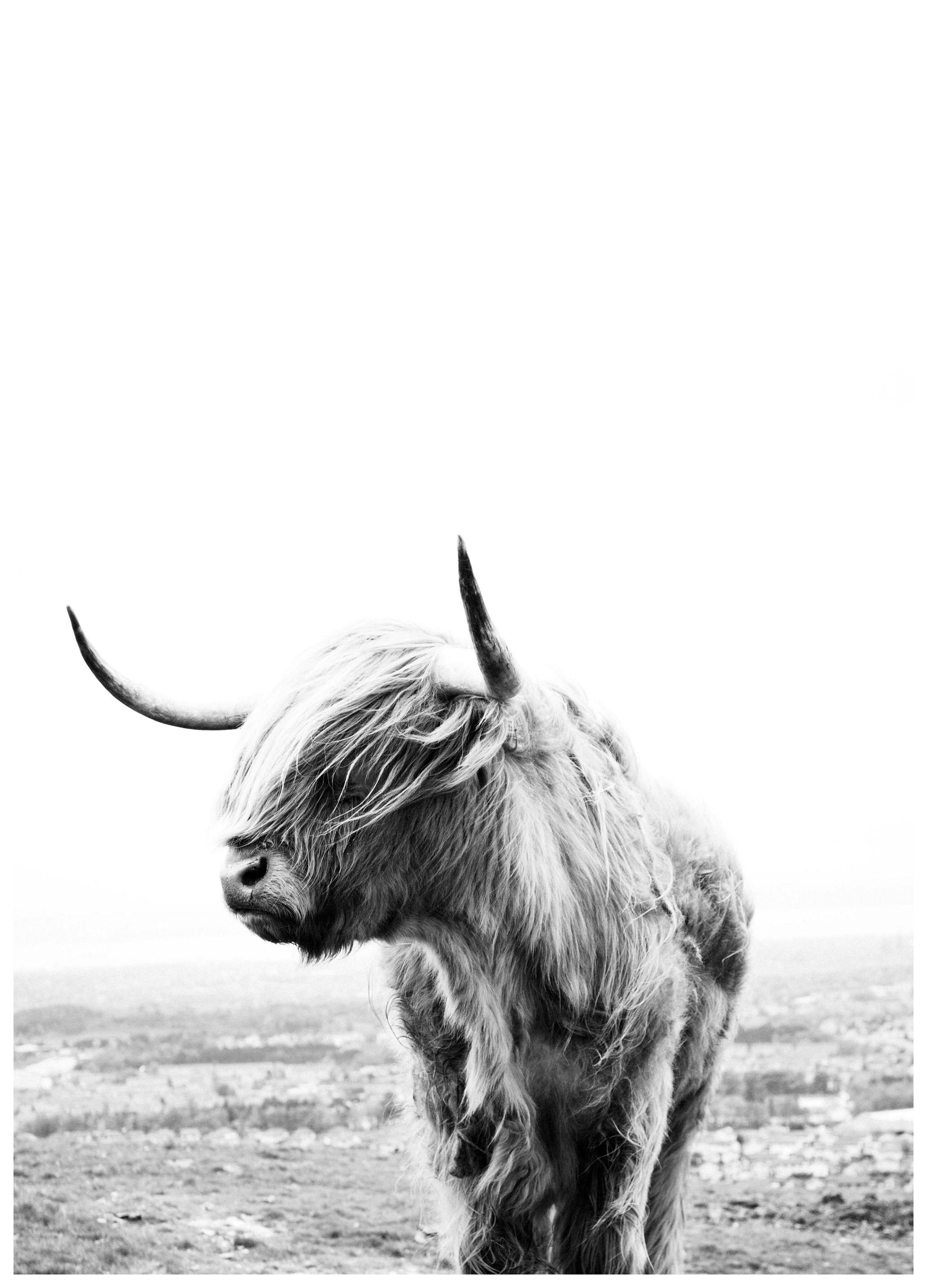 Highland Cow Poster (21x30 cm)