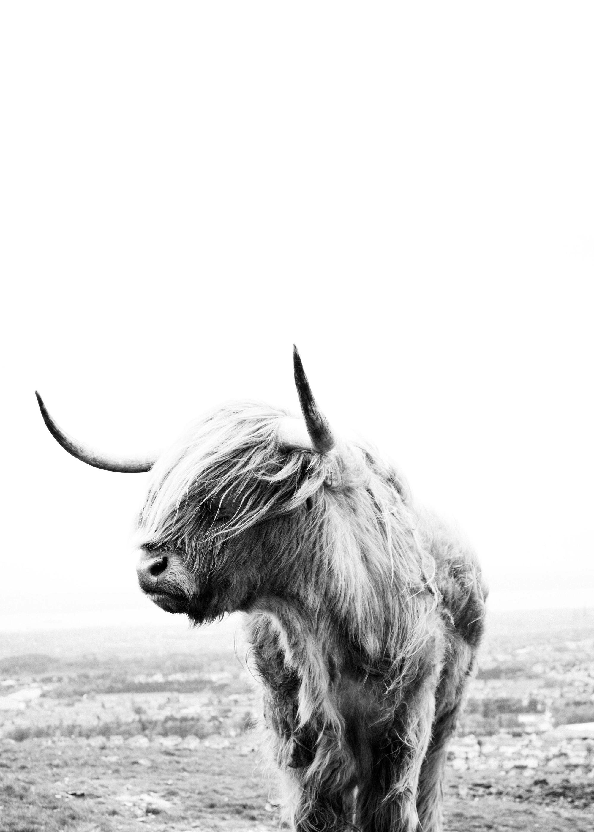 Quadro Da Parete Con Mucca Delle Highland, Stampa Su Tela In Bianco E Nero, 28x35 Cm – Decorazione Divertente Per Bagno O Soggiorno
