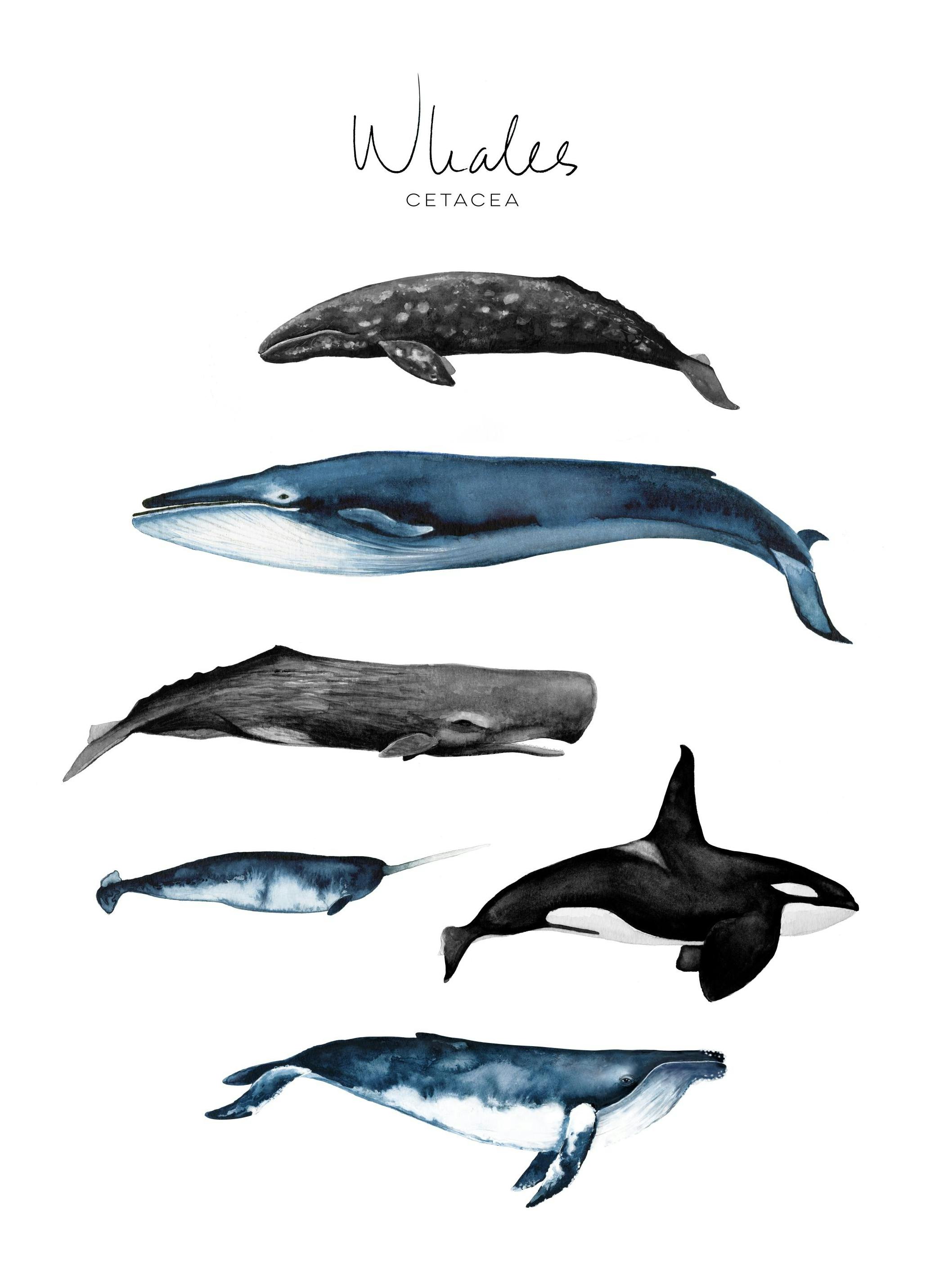 Whales Poster (30x40 cm)
