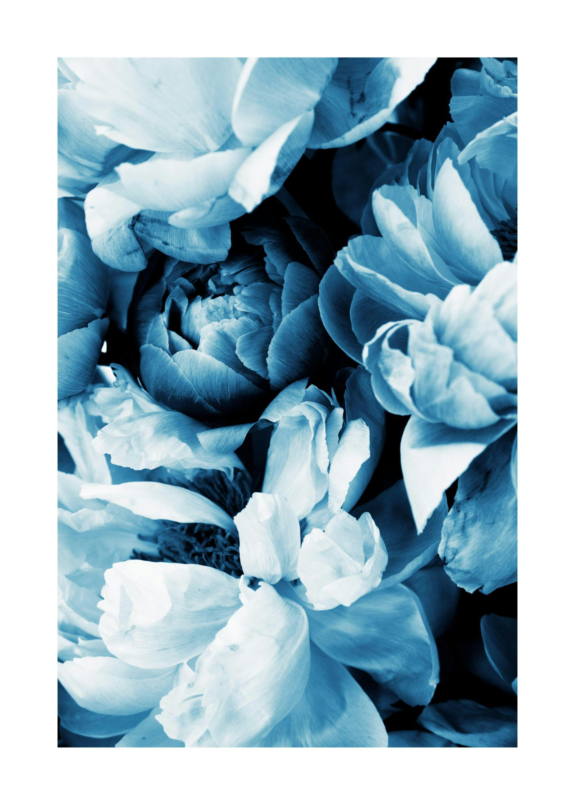 Blue peony flowers close-up art print with varying shades of blue petals on a poster.