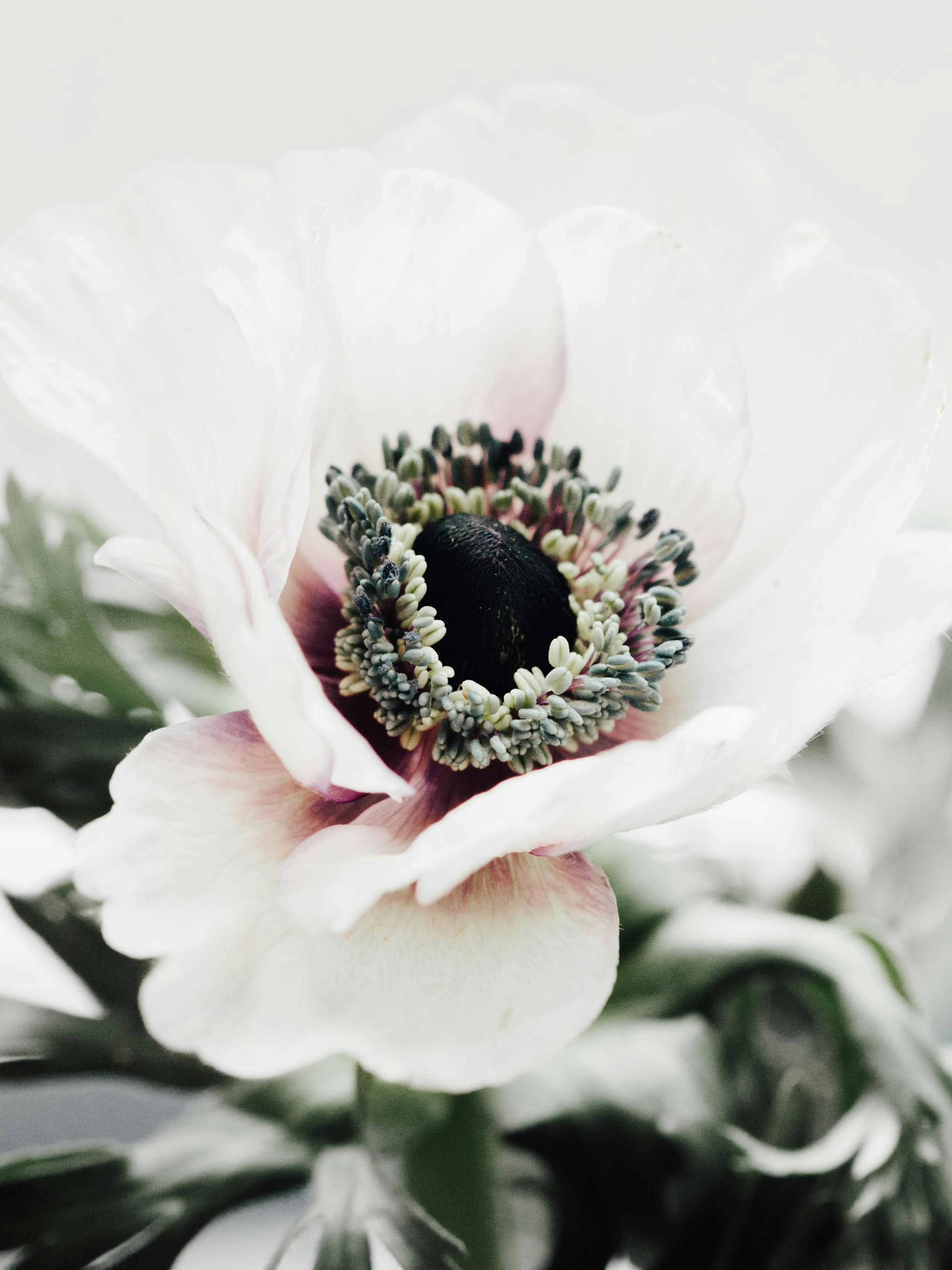 Primo piano di un anemone bianco con petali delicati e centro scuro, fotografia floreale.