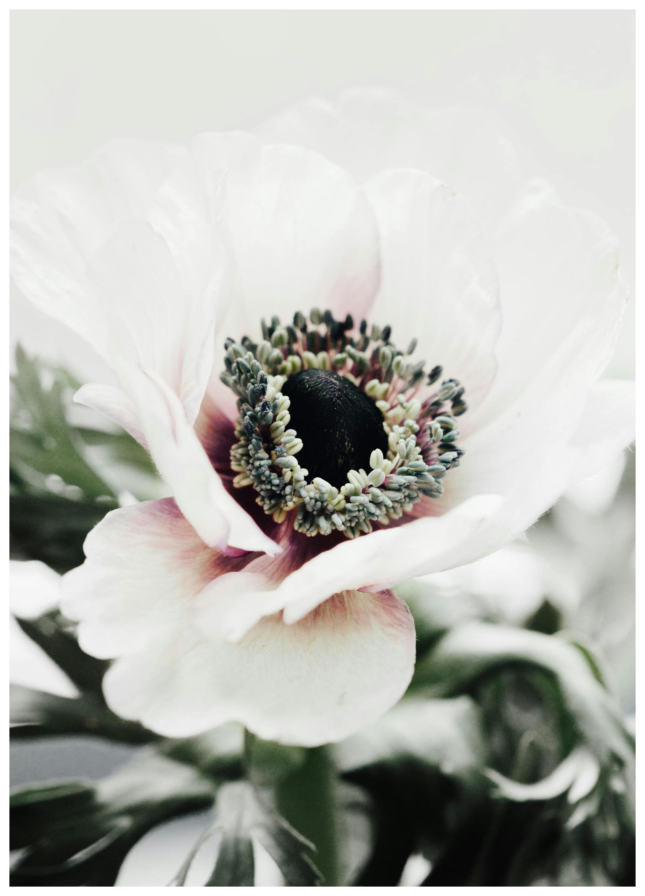 White Anemone Flower Print (30x40 cm)