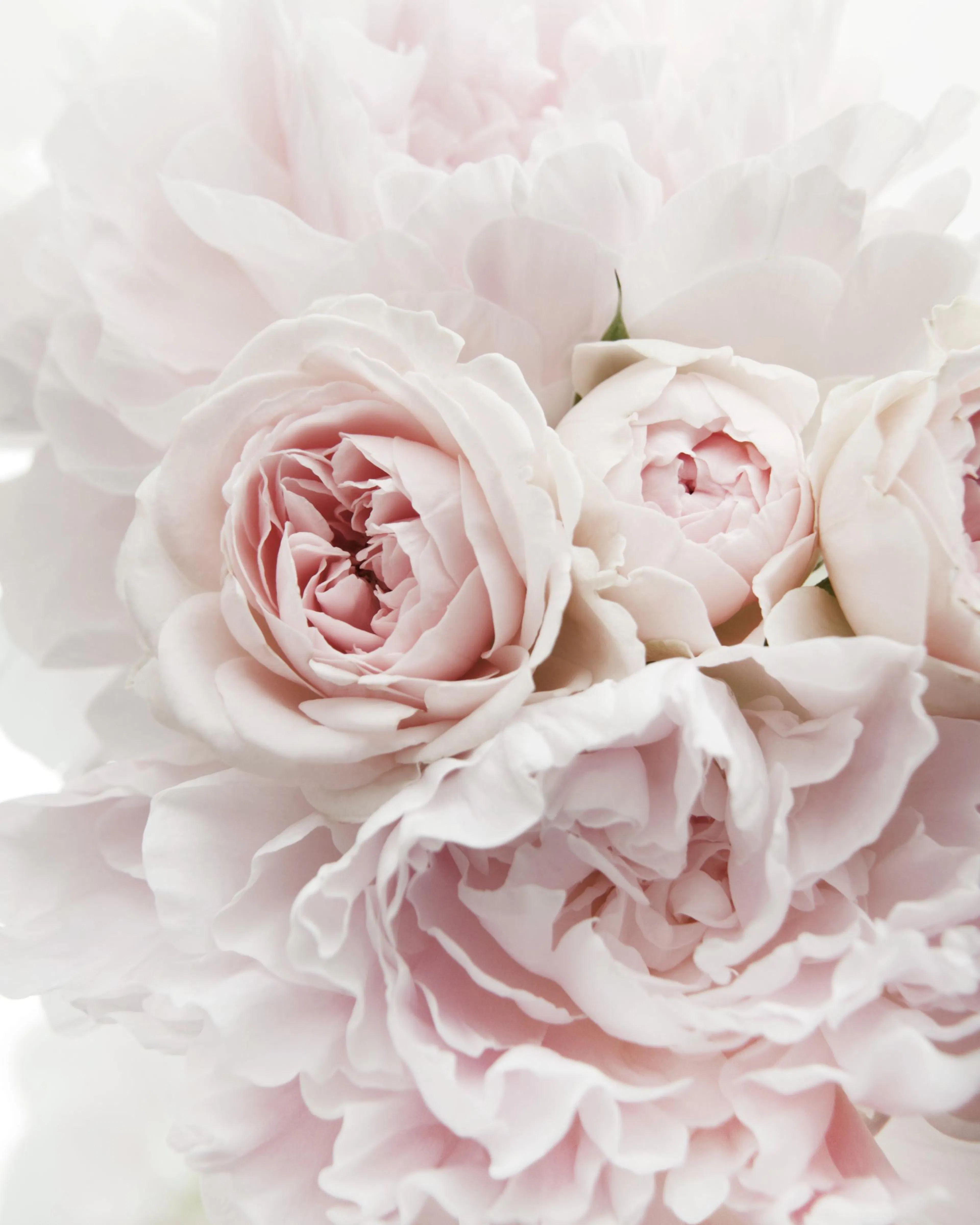 Póster de peonías y rosas rosas, un ramo de peonías y rosas de color rosa claro en primer plano con fondo blanco