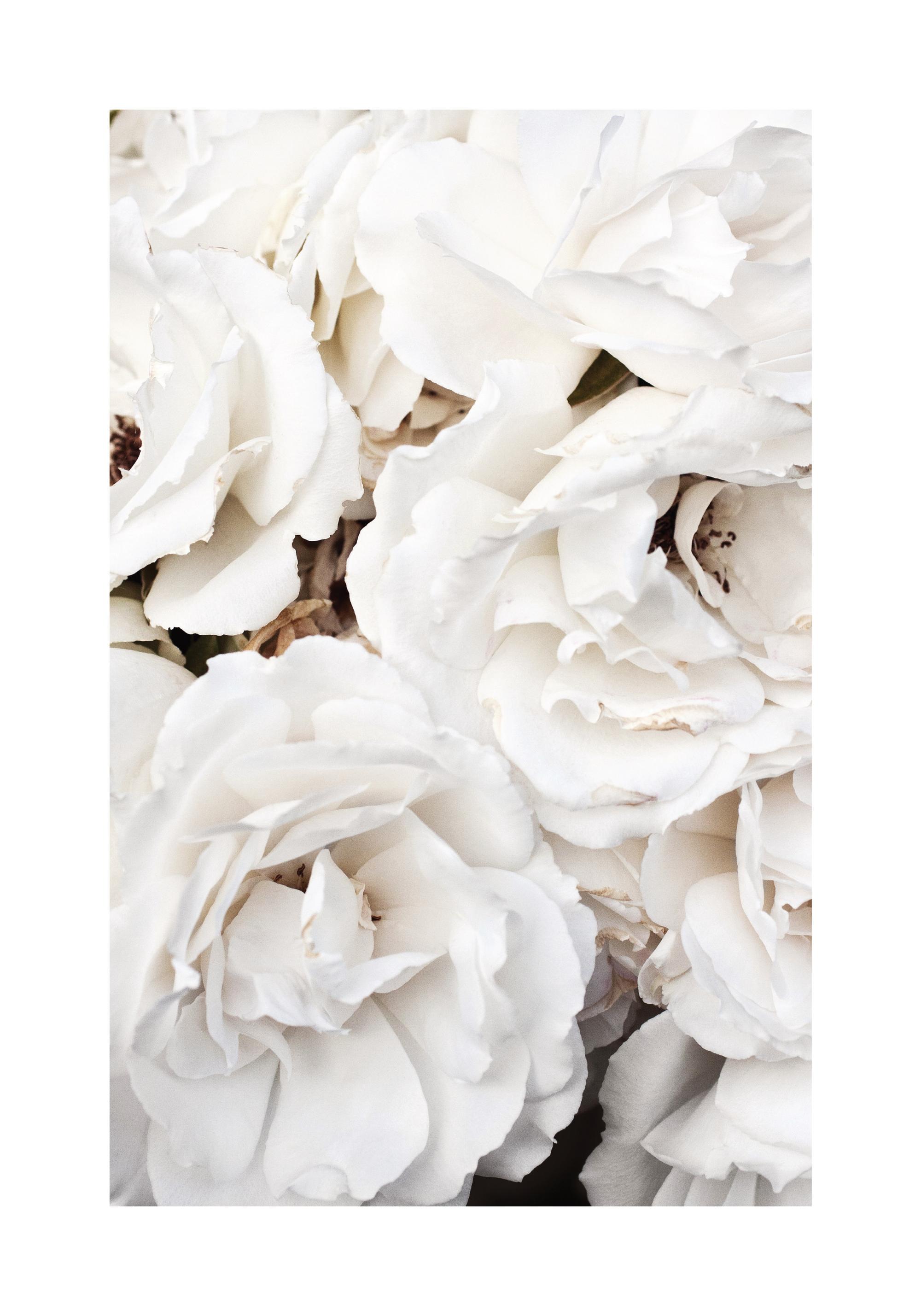 White Roses Poster - Romantic roses - desenio.com