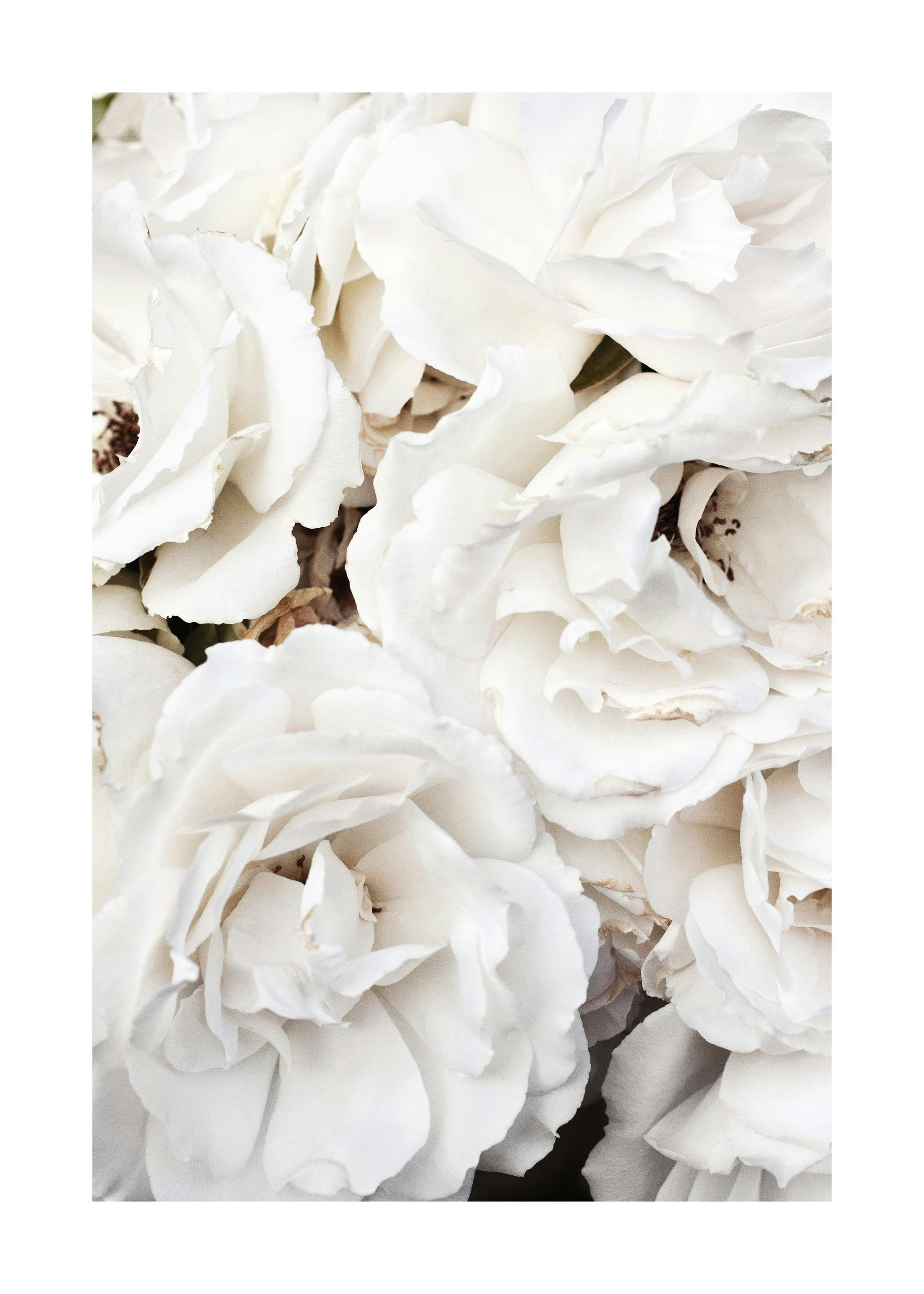 Close-up photograph of a bunch of white roses in full bloom, soft light on petals, botanical floral art.