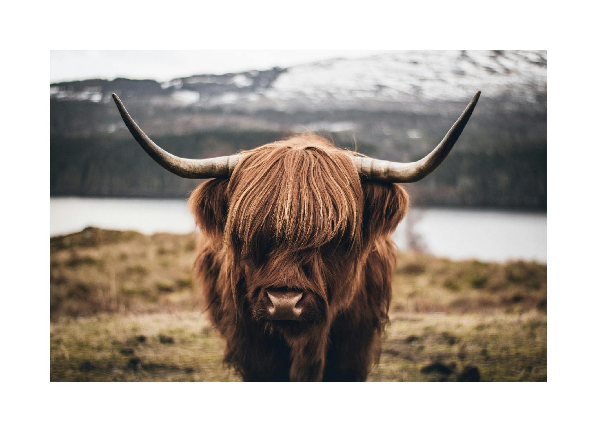 Scottish Highland Cattle Print (30x40 cm)