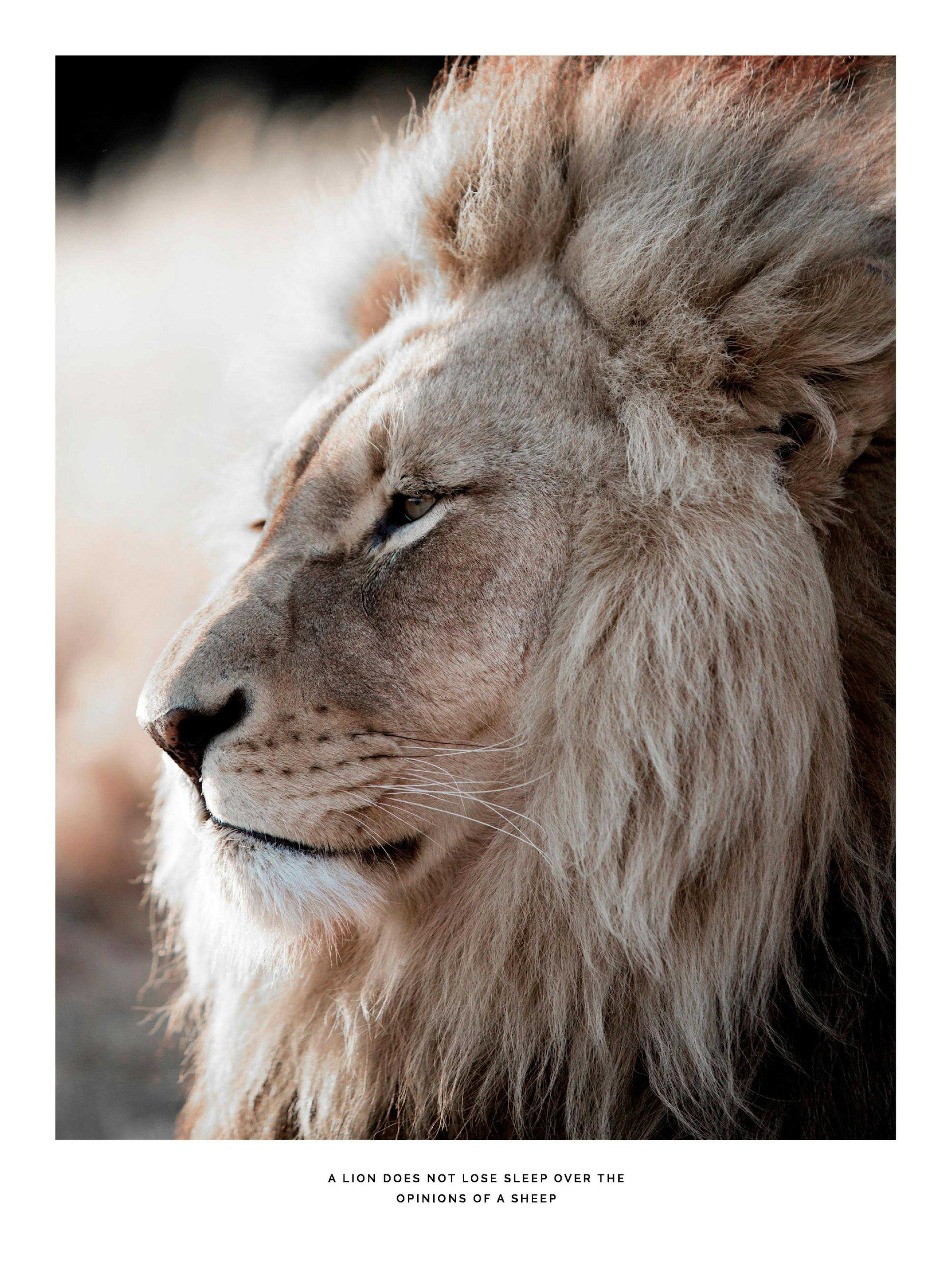 Close-up of a majestic male African lion, light brown mane, lion head in profile, detailed wildlife poster.