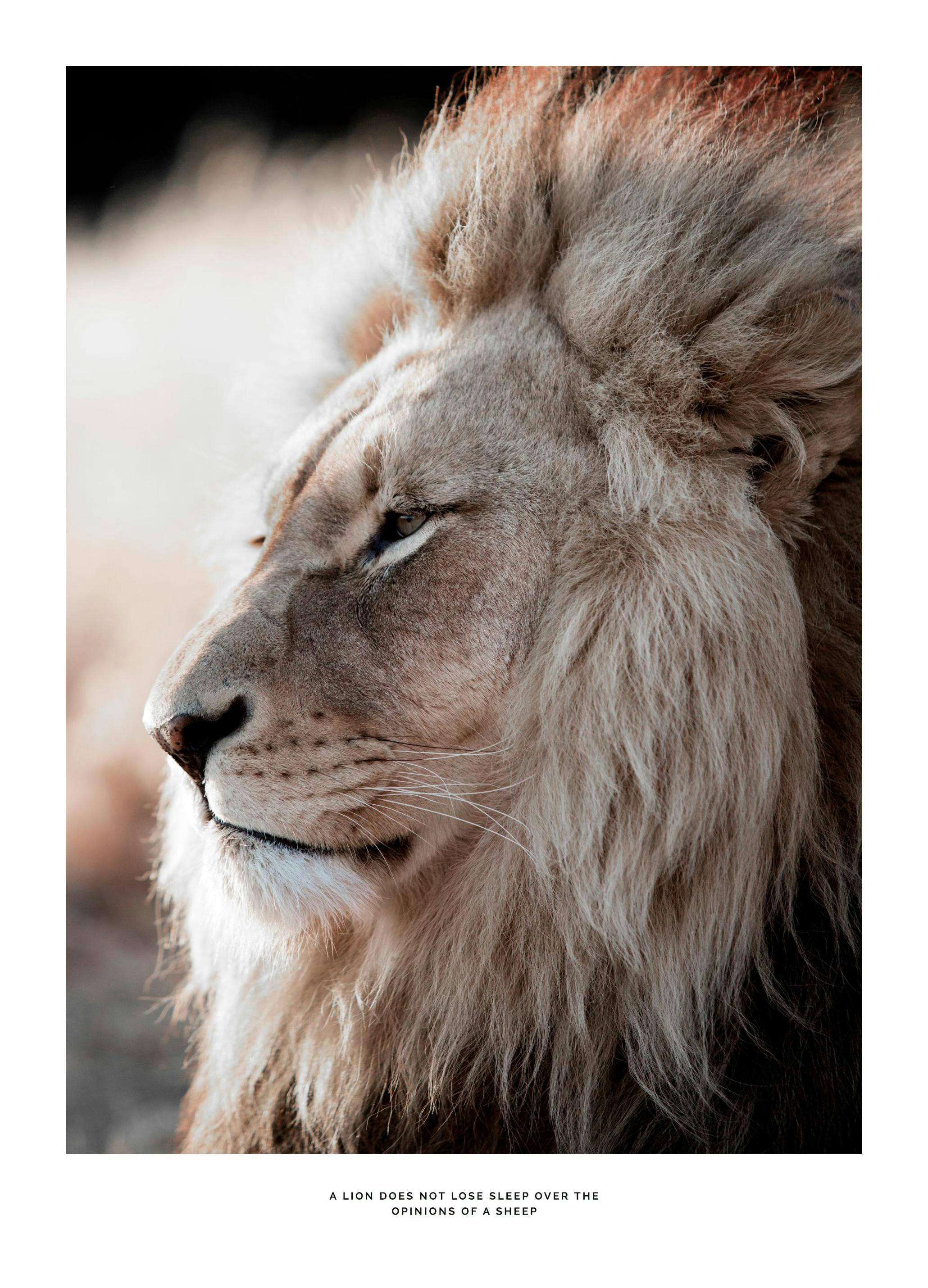 African Lion Affiche (30x40 cm)  Photographie