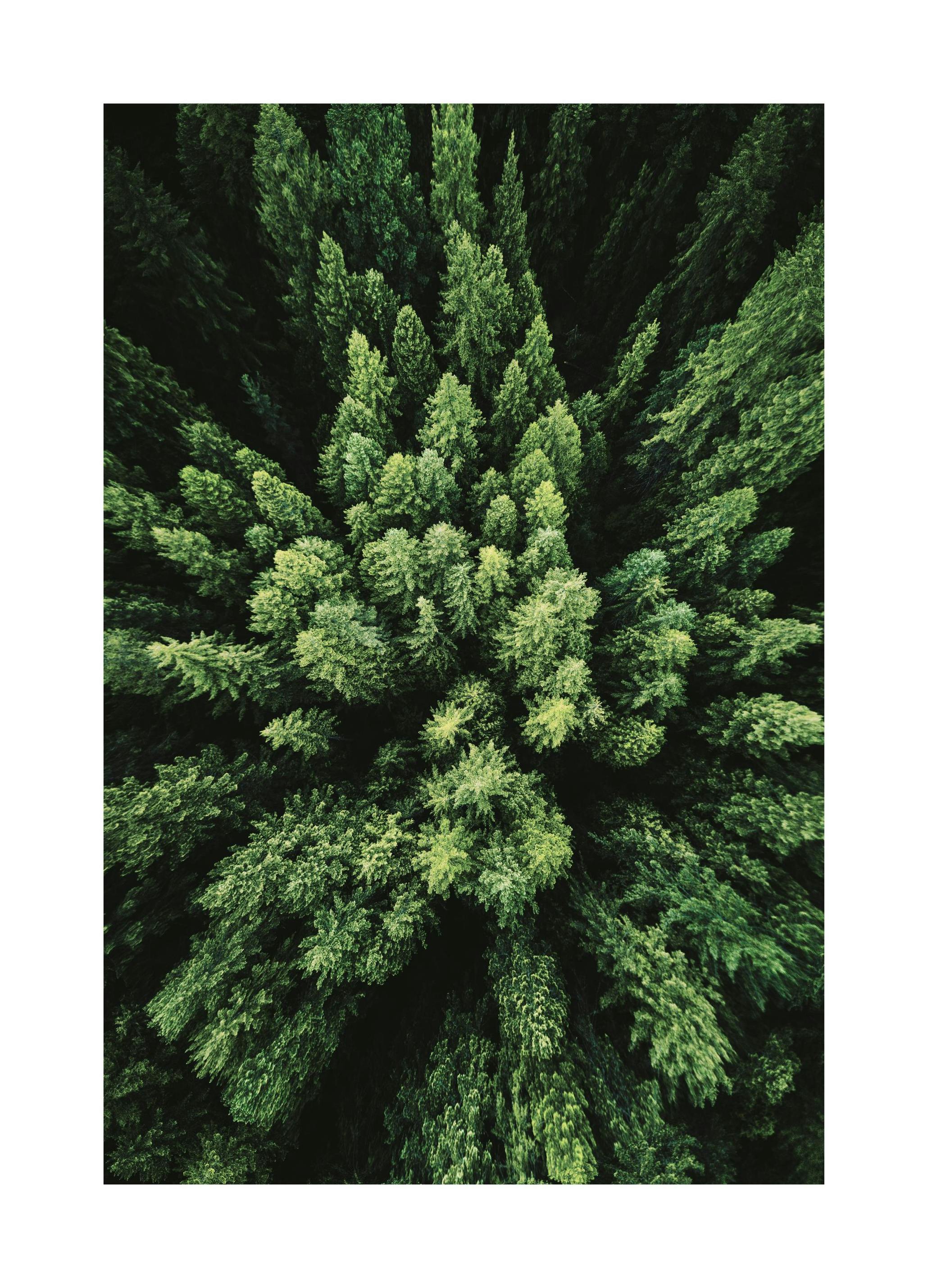 Aerial Forest Plakat (50x70 cm) - Plakater > Naturplakater