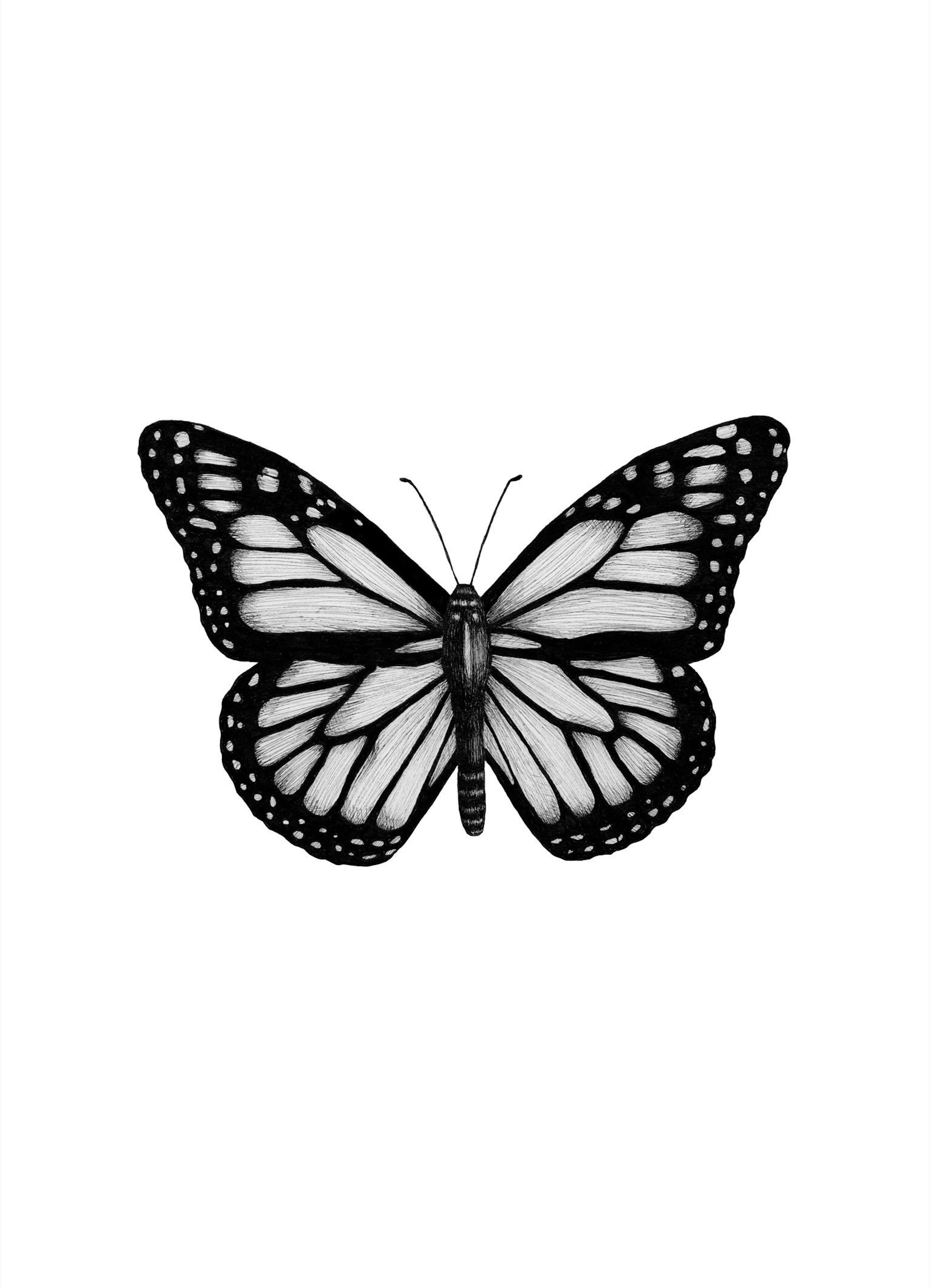 Poster con disegno a farfalla monarca in bianco e nero, dettagli precisi, stile artistico realistico.